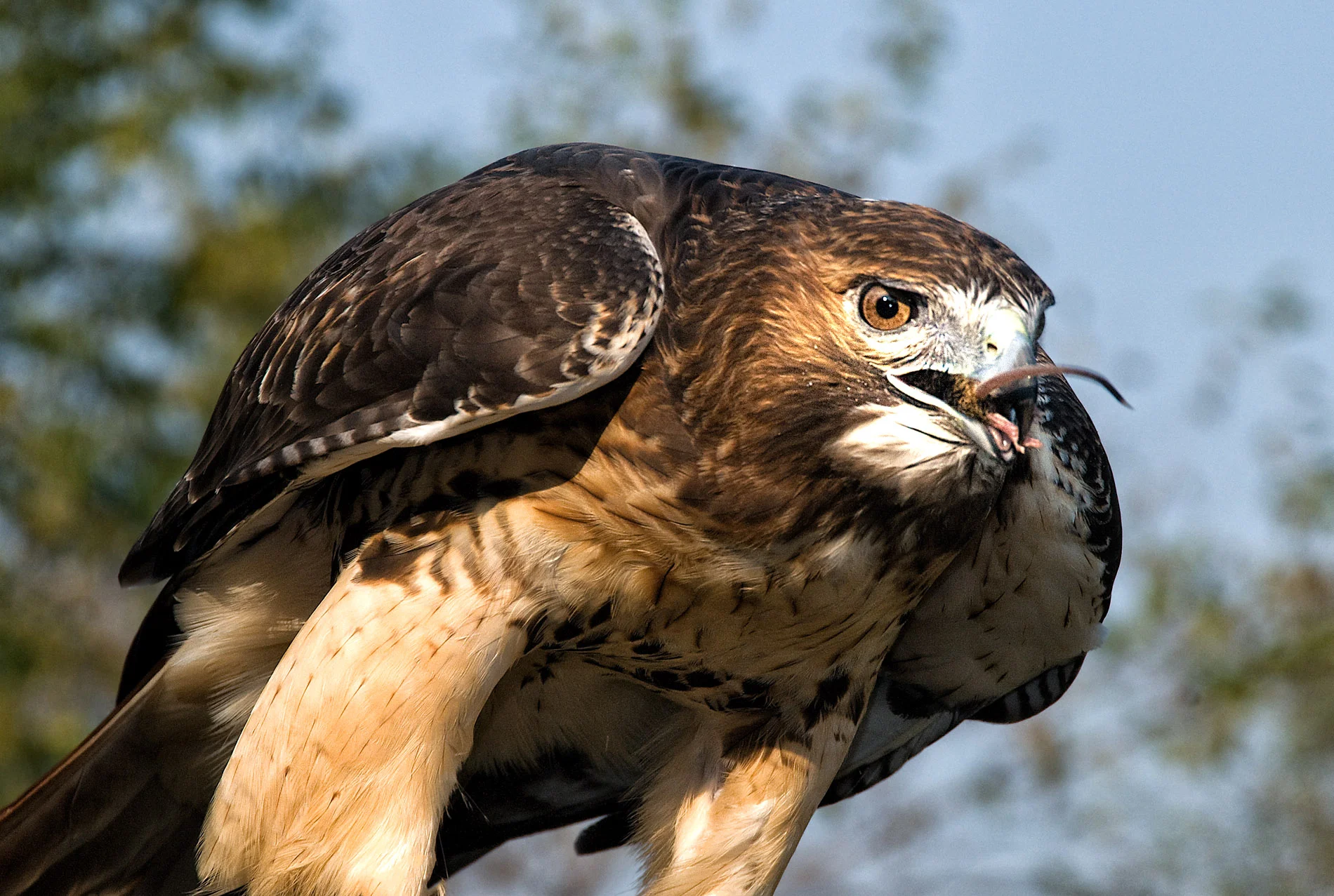 Red Tail Hawk Downing Mouse.JPG