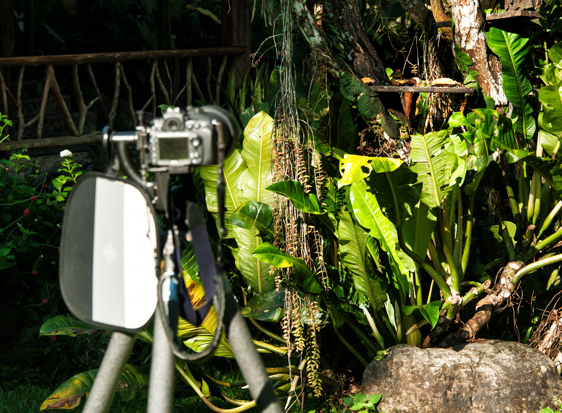 Basic Bird Set Up @ Rafiki2.JPG