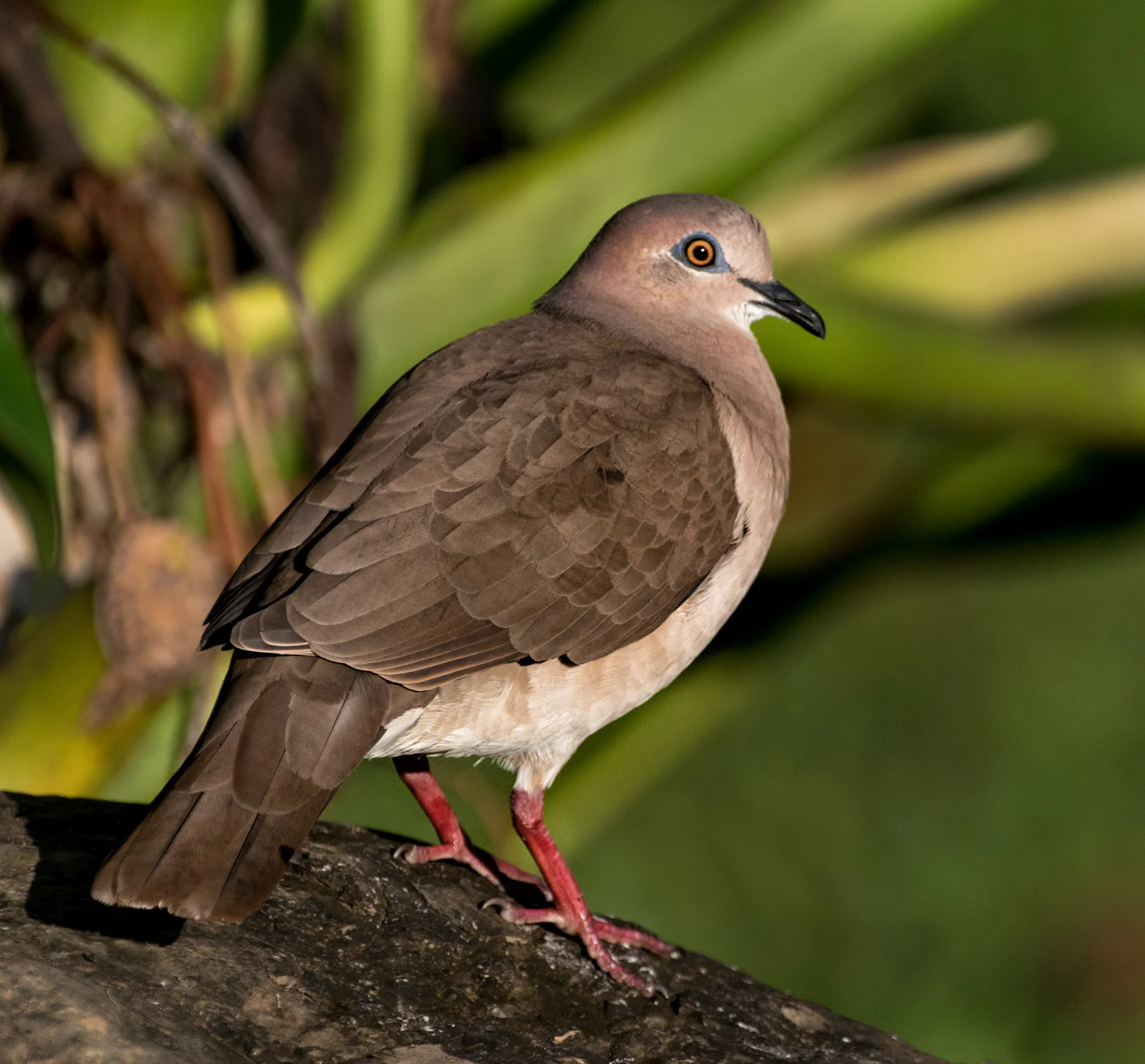 Breakfast Poser Rafiki Feeder.JPG