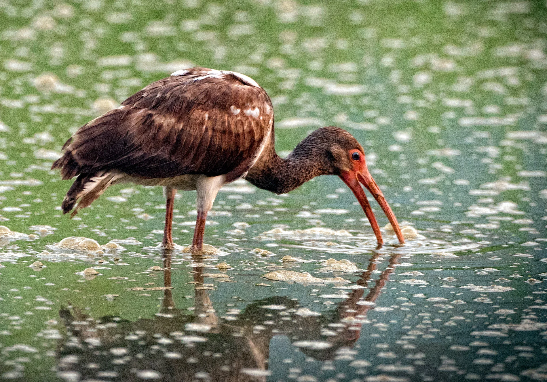 Breakfast @ Claudia's.JPG