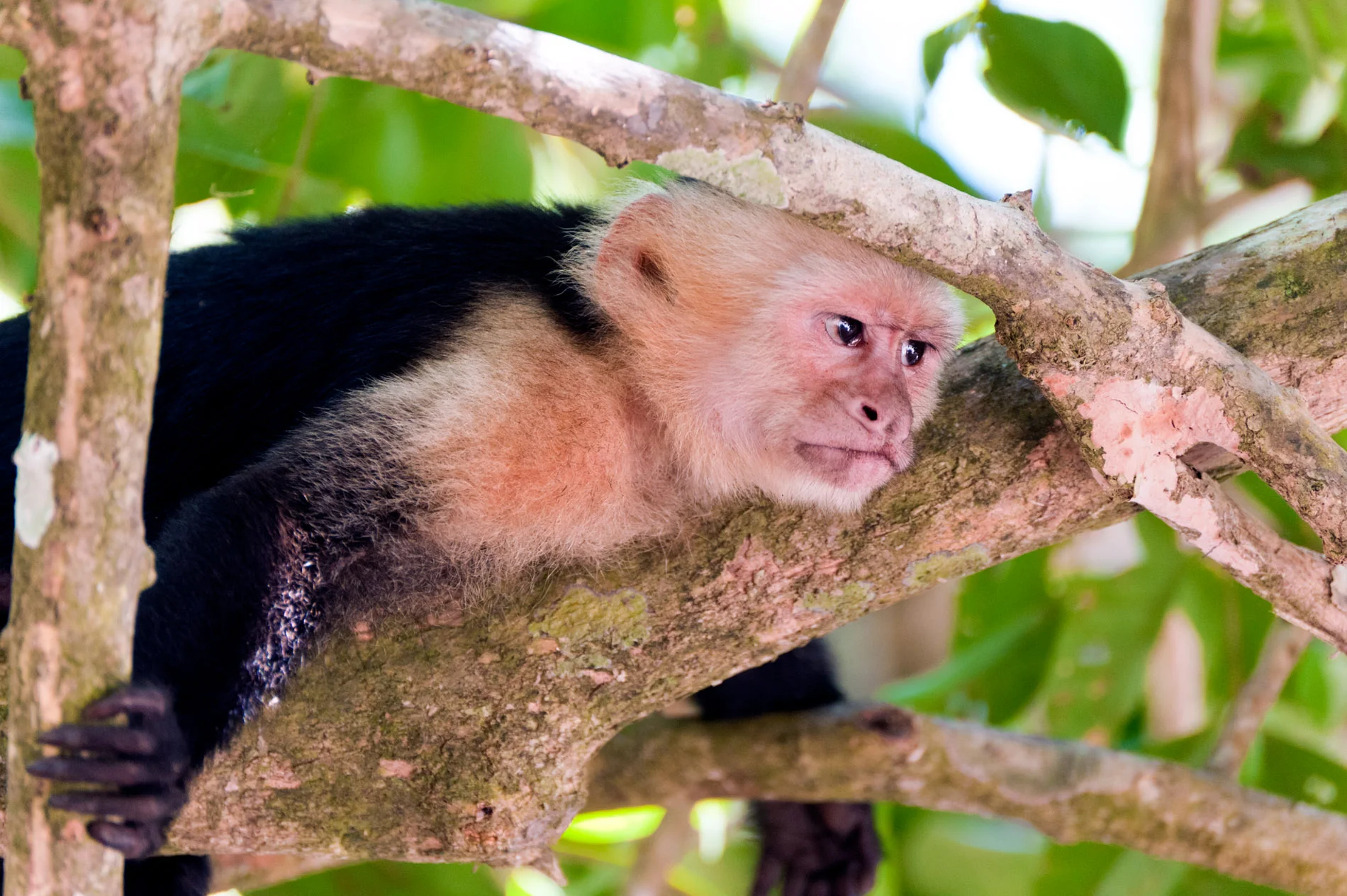 Capauchin Monkey @ Manual Antonio NP.JPG