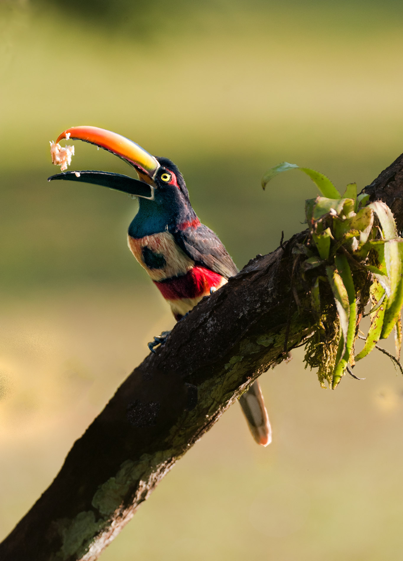 Firery Toucan @ Rafiki.JPG