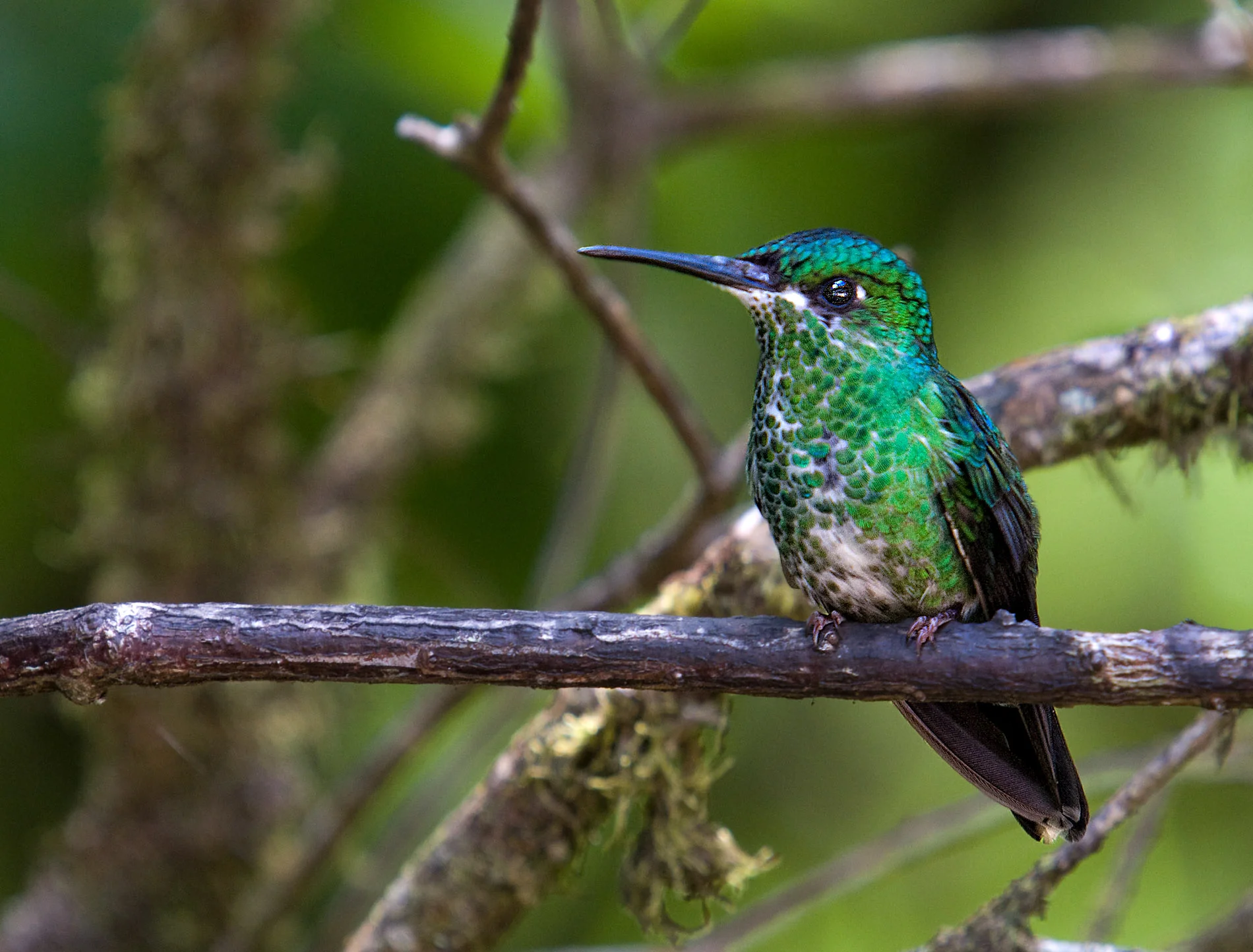 Hummingbird at Monteverde.JPG
