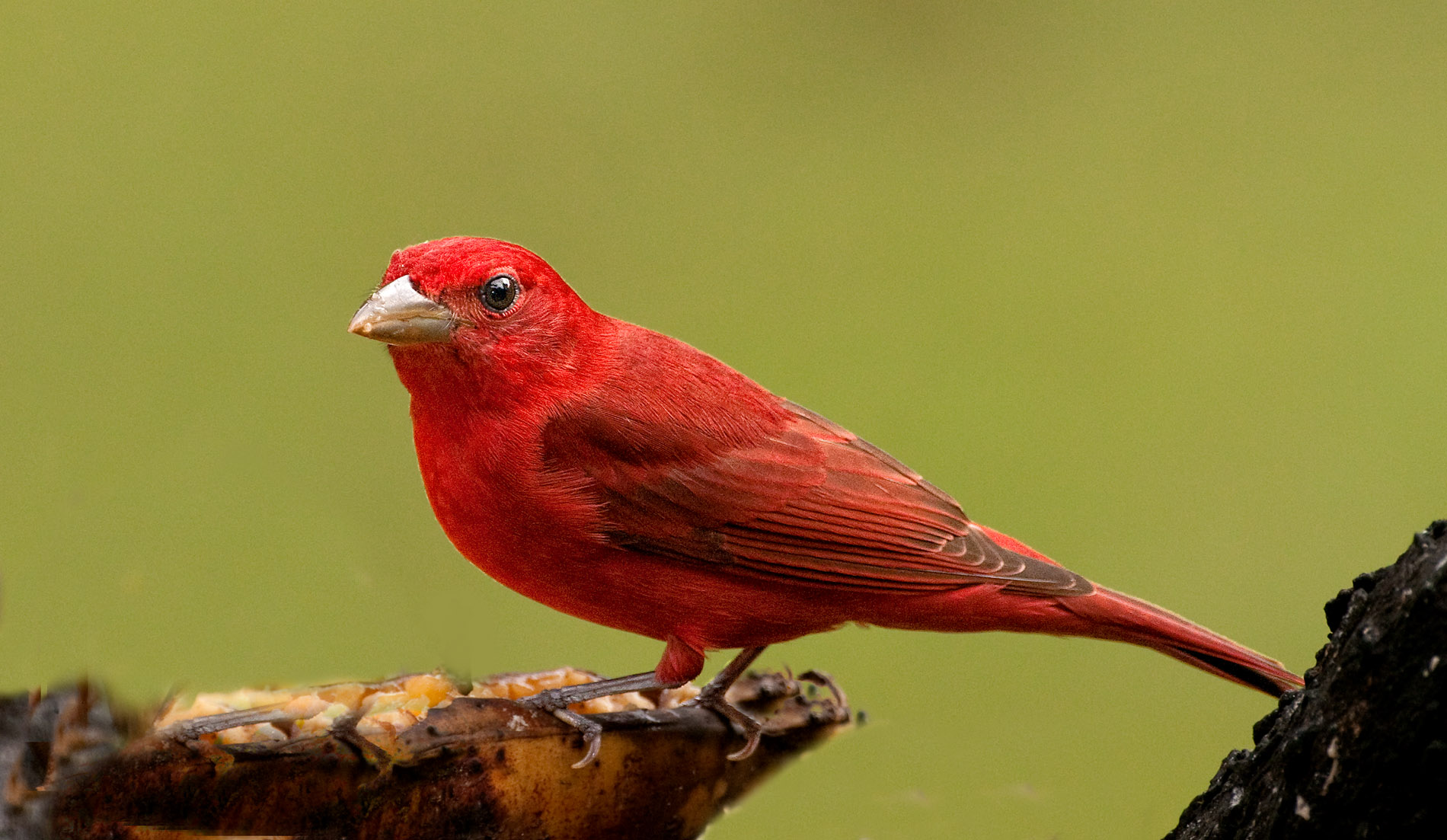 Plantain Breakfast.JPG