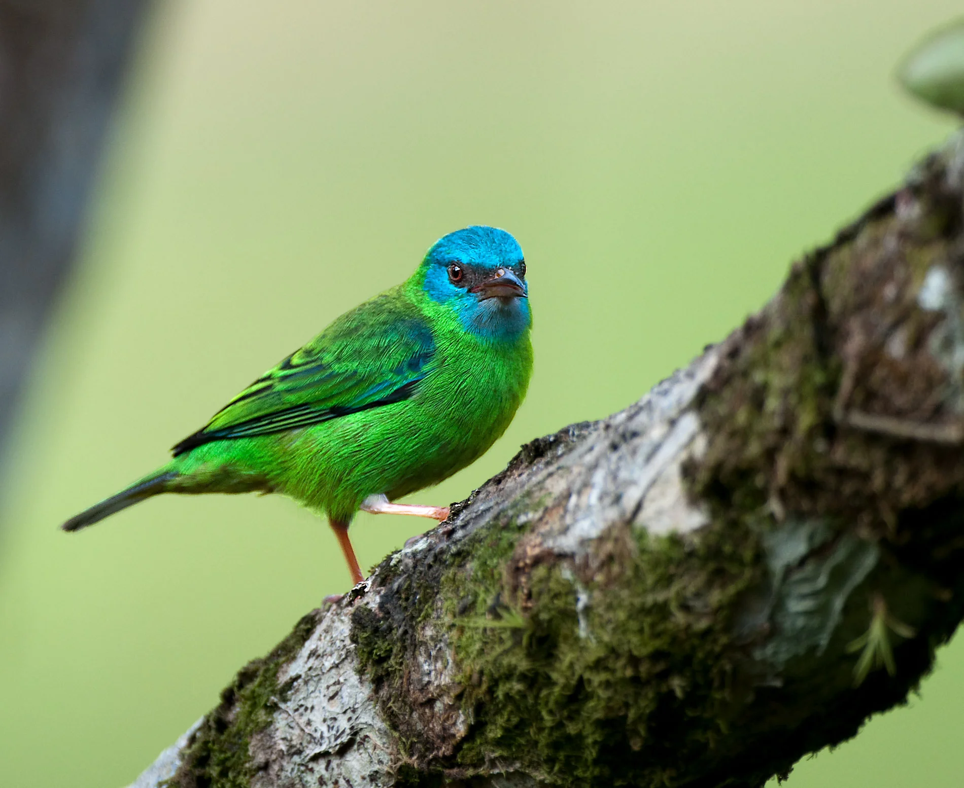 Rafiki Feeder 5.JPG