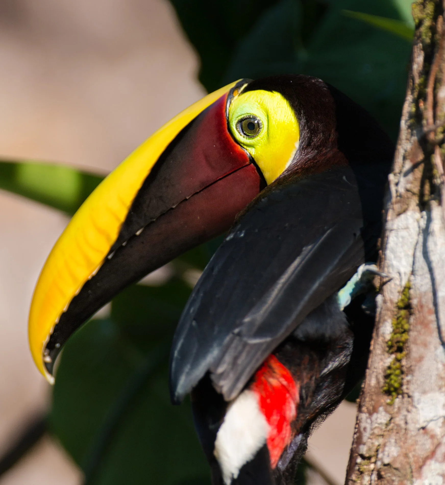 Uncooperative Tucan.JPG