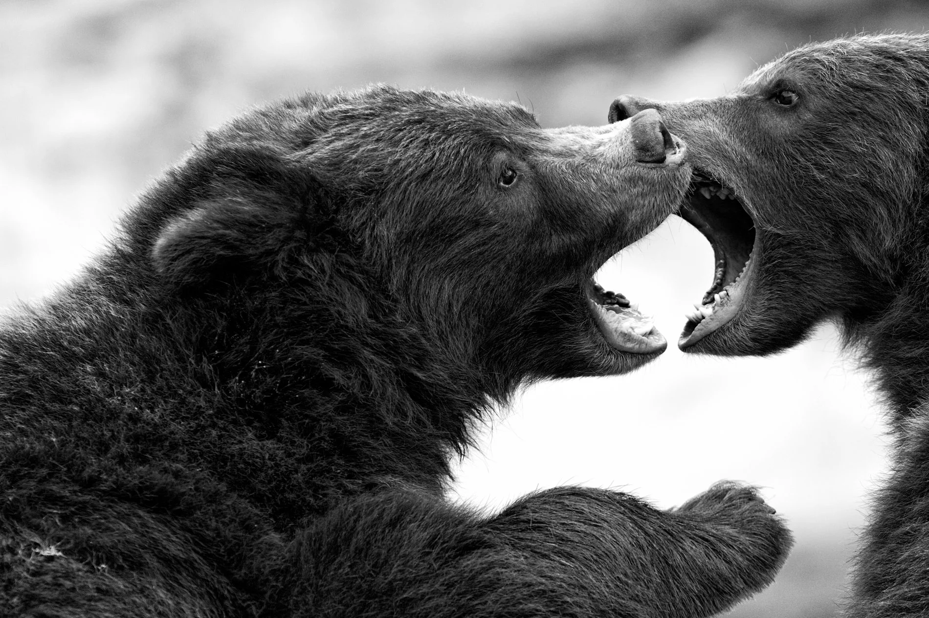 Adolescent Griz Brothers B&W.JPG