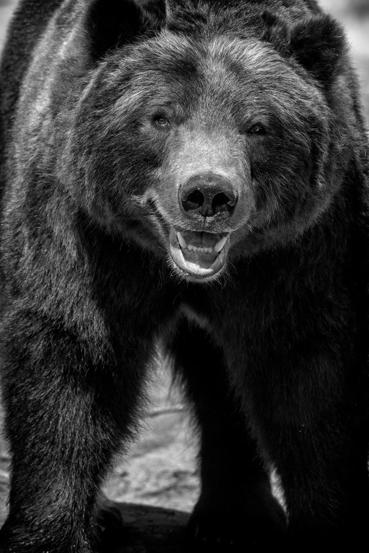 Greetings From My 700 Pound Neighbor B&W.JPG