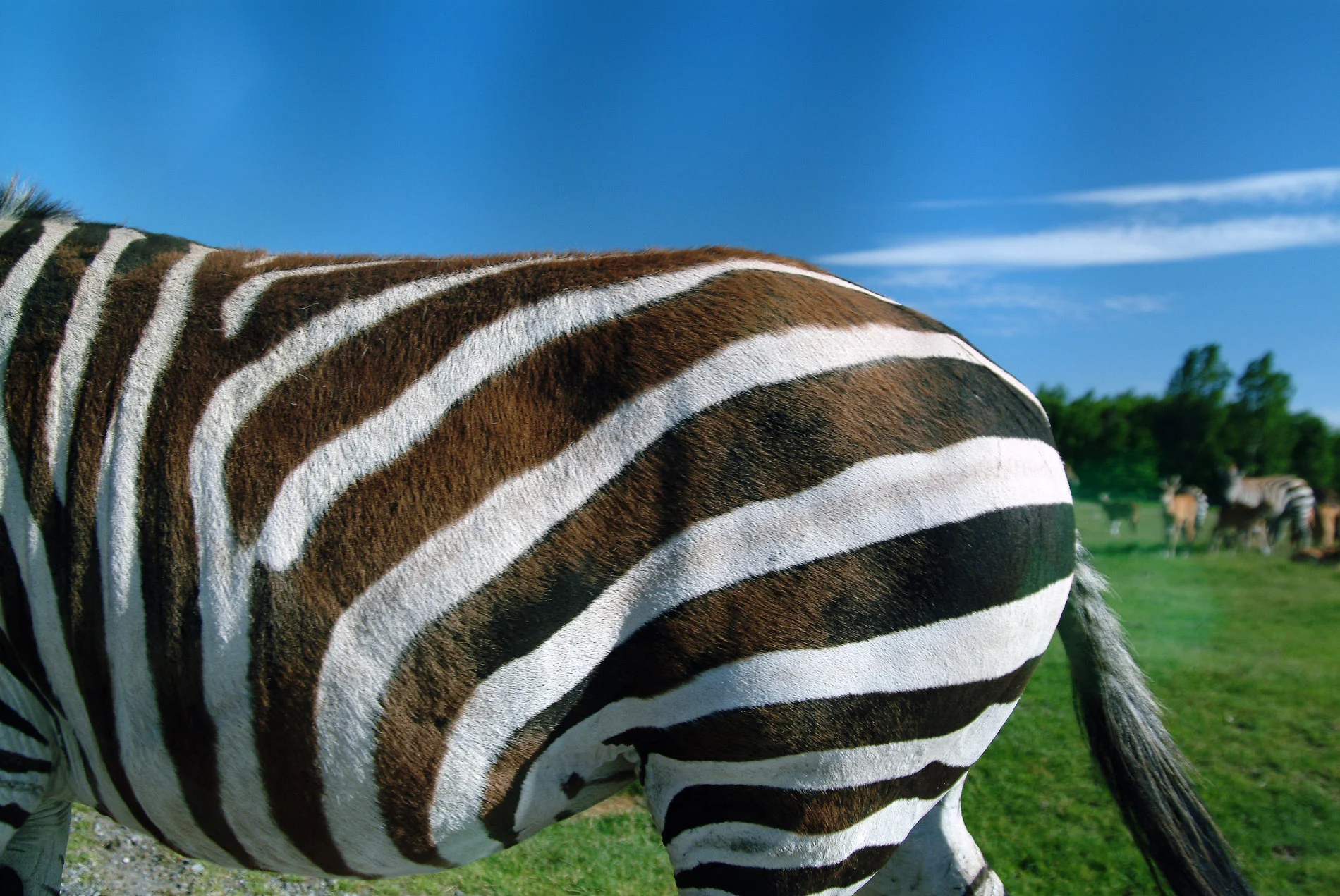 Zebra Sky.JPG
