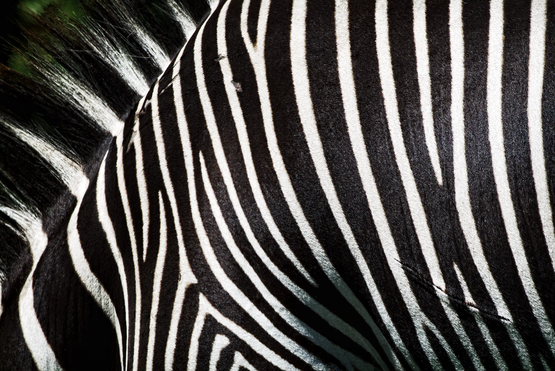 Zebra Battle Scars B%W.JPG