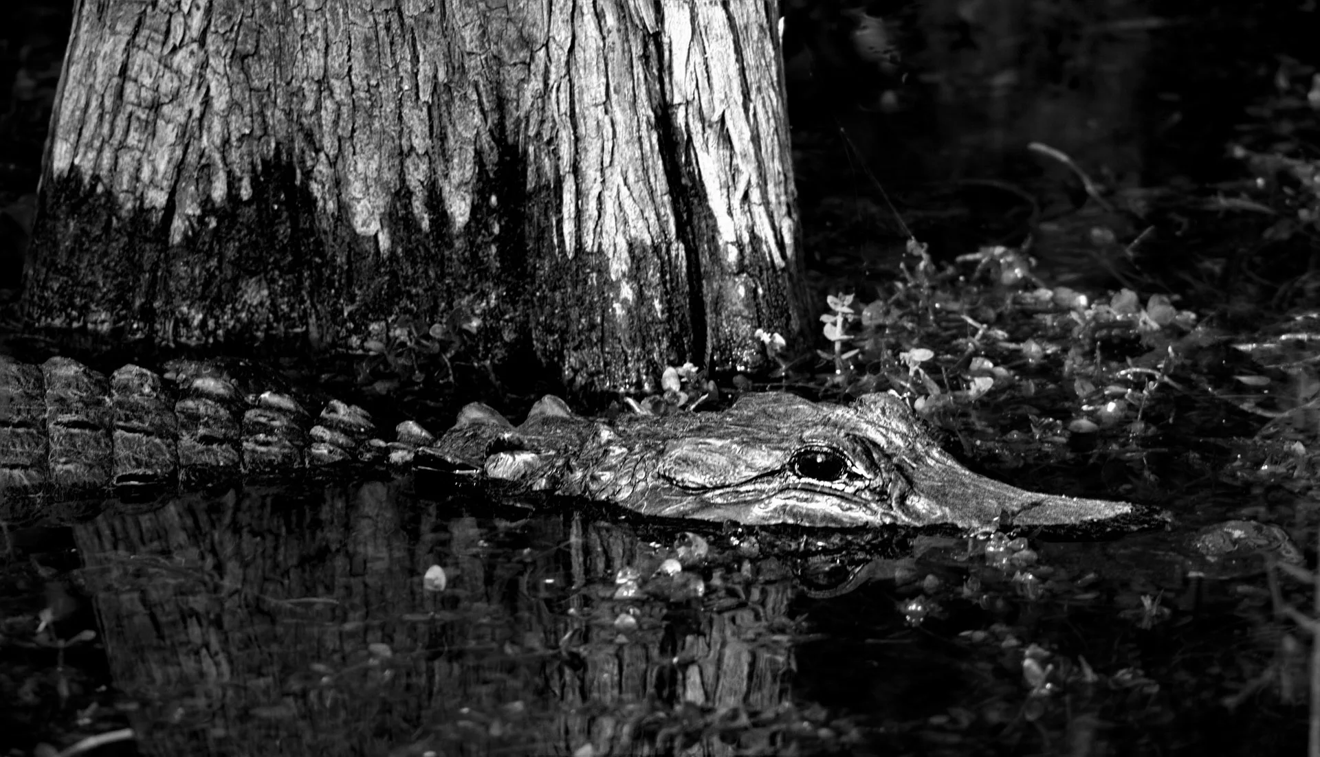 Gator Cruisin' Big Cypruss Swamp B&W 121916.JPG