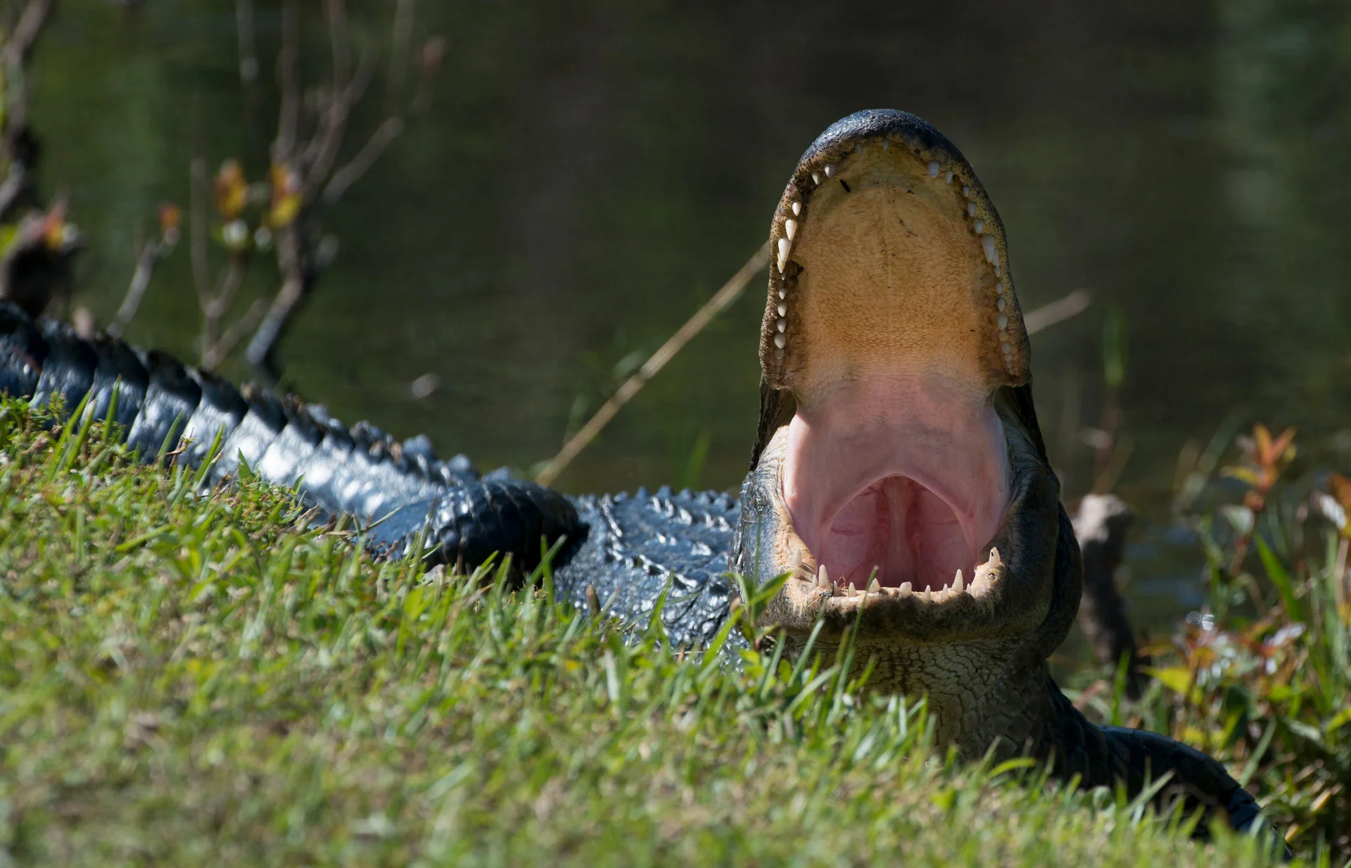 A Twelve Footer Just Yawning 