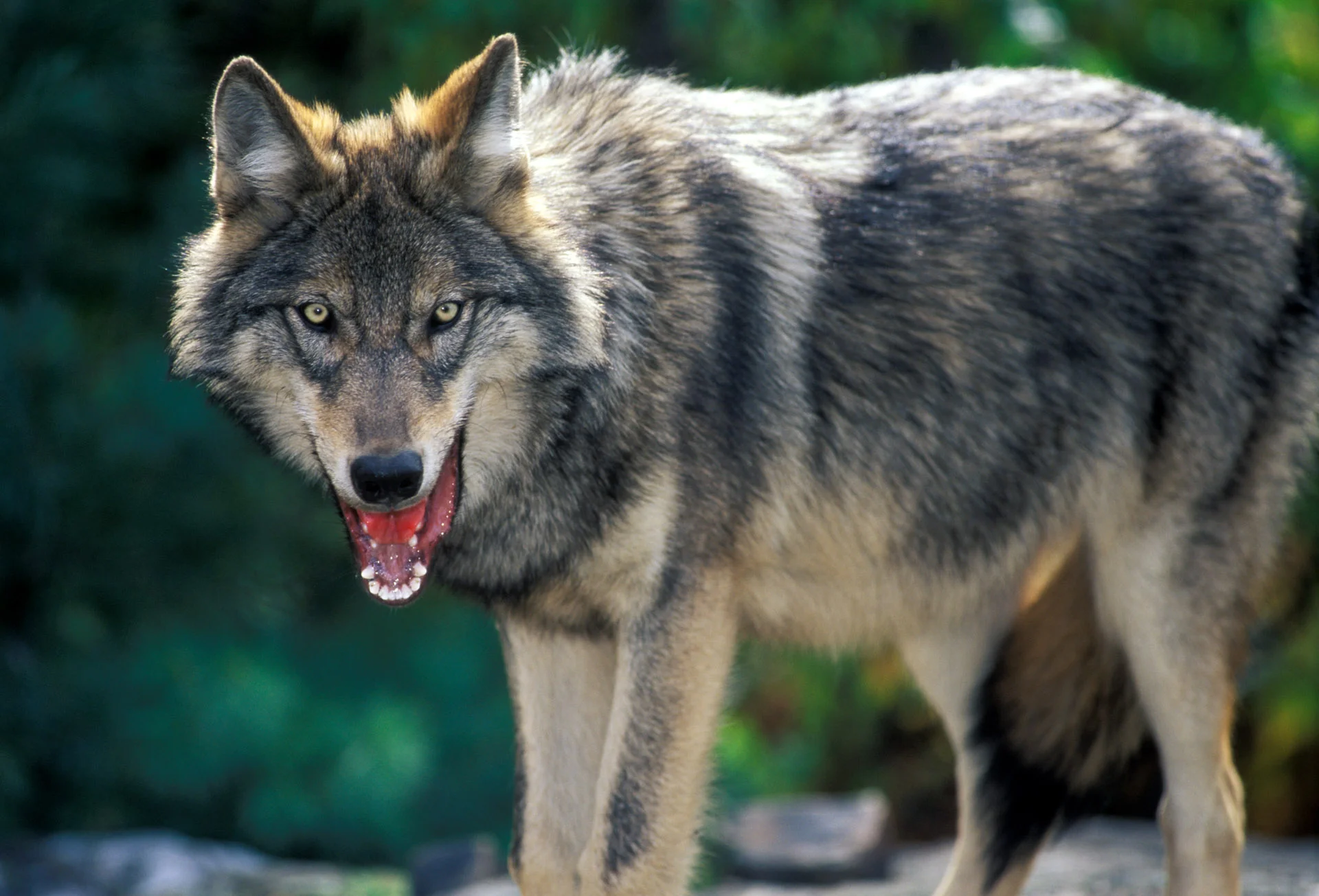 Alpha Wolf.JPG