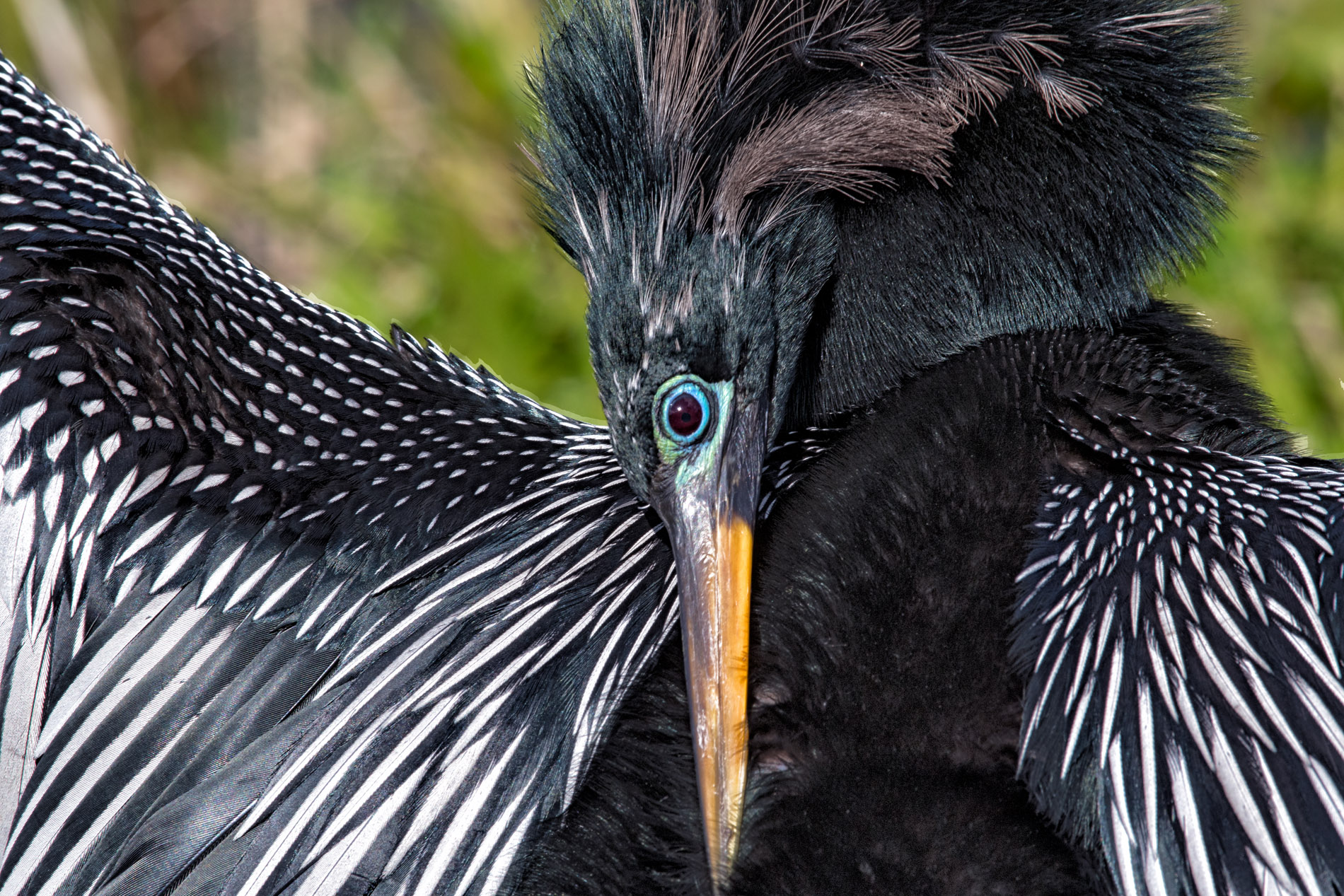Anhinga Feather Maintenance.JPG