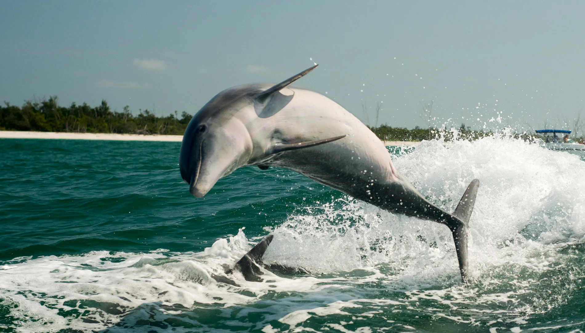 Dolphin Barrel Roll2.JPG