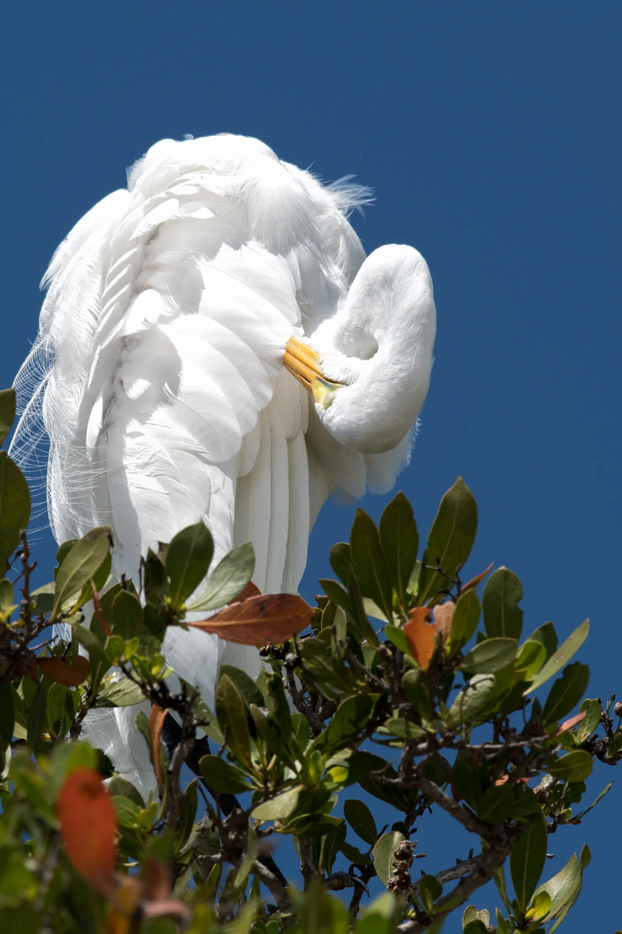 Feather Maintenance2.JPG