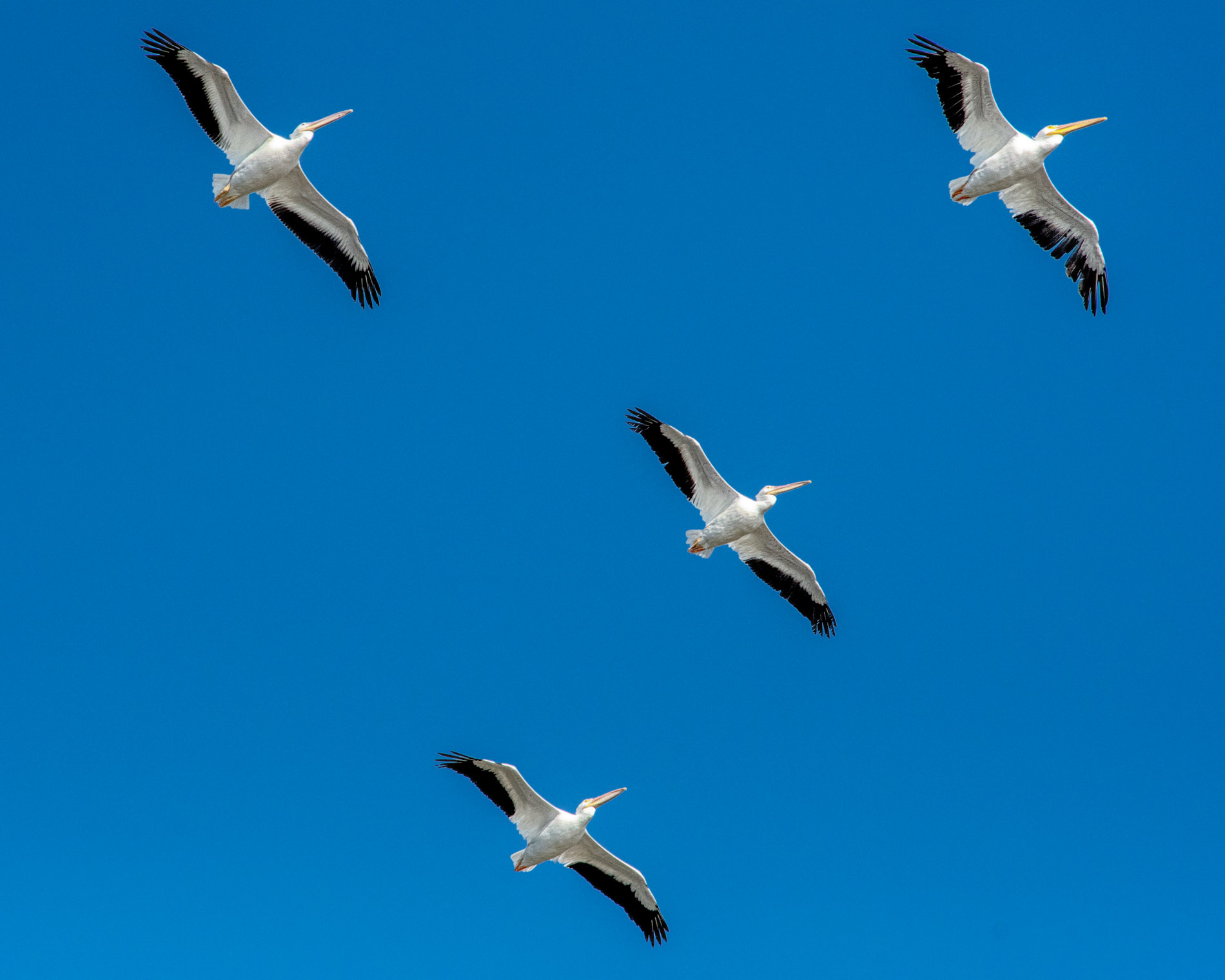 Four American Pellicans Over Ding Darling.JPG