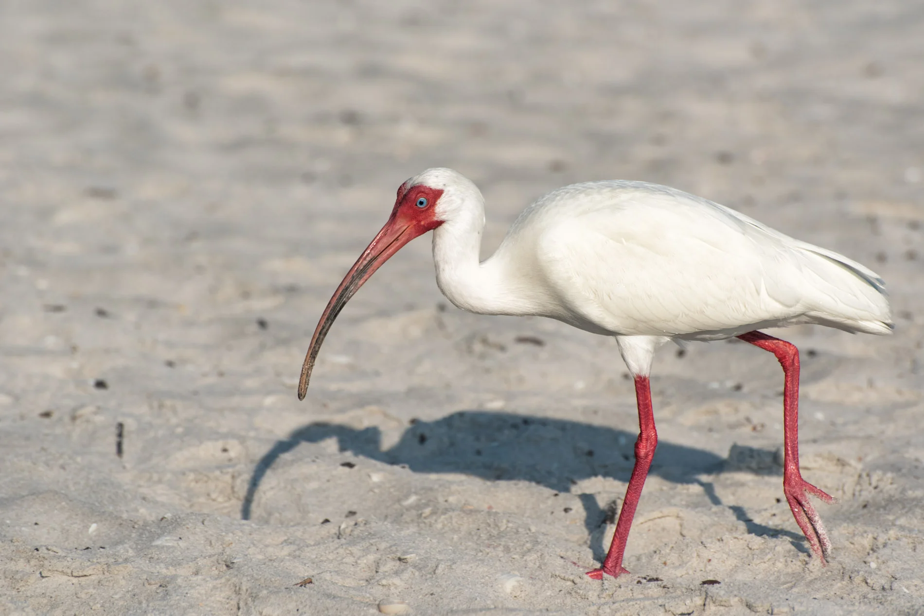 Ibis in Plummage on Lighthouse Beach.JPG
