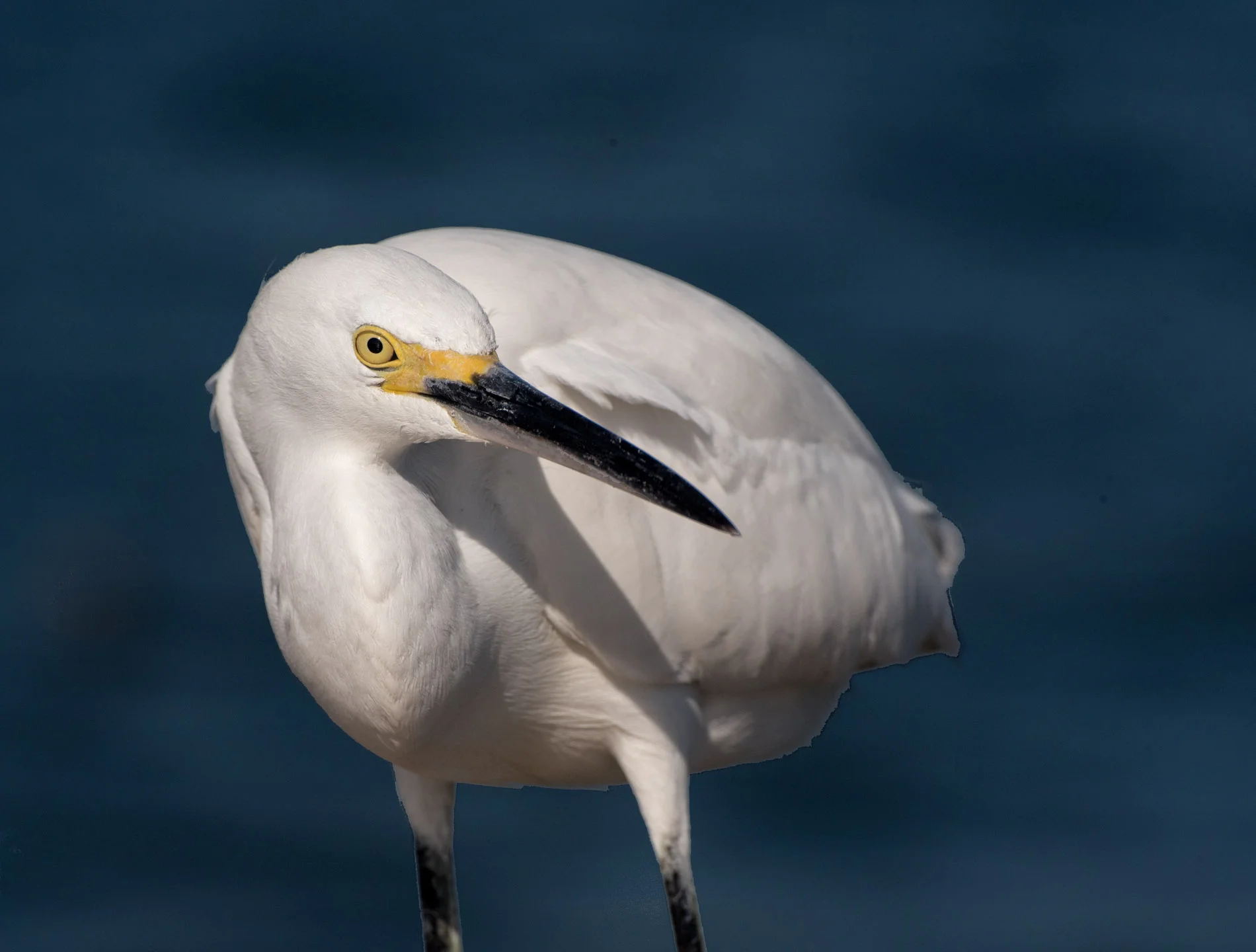 Intense Snowy Egret in Late Afternoon.JPG