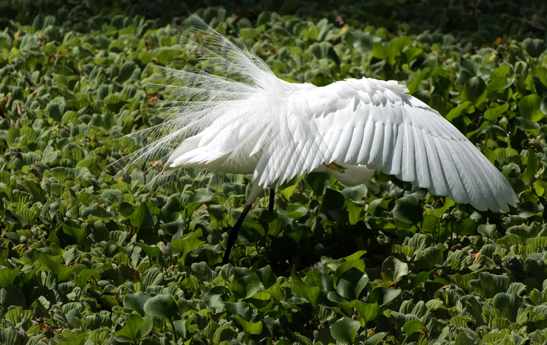 Preening Egret.JPG