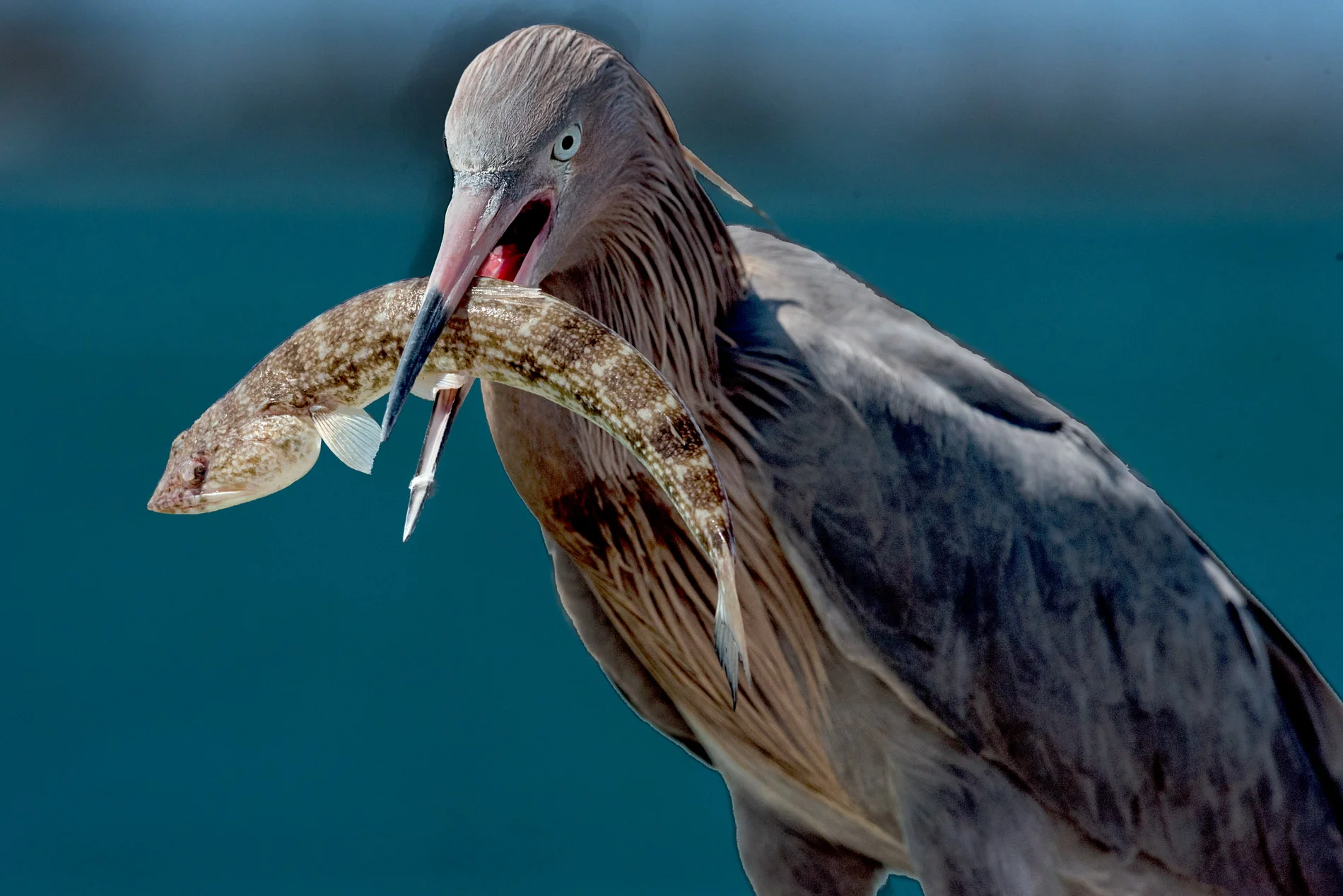 Reddish Egret With Catch.JPG