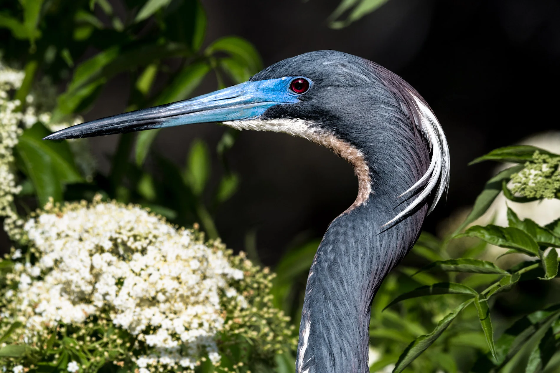 Regal Tricolor in Plumage.JPG