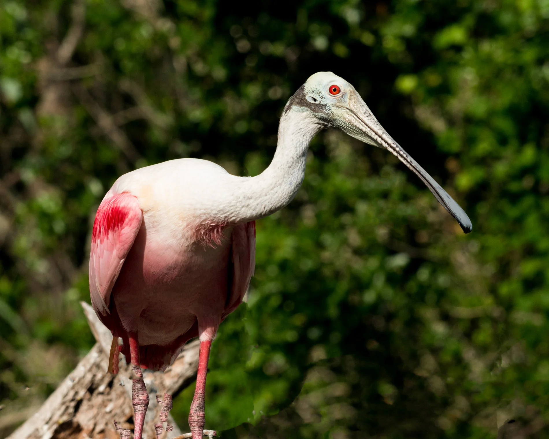 Roseate Spoonbill 042917.JPG