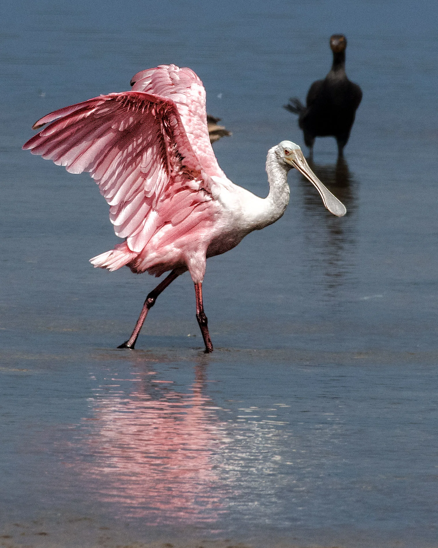Roseate Spoonbill Early Morning at Ding4.JPG