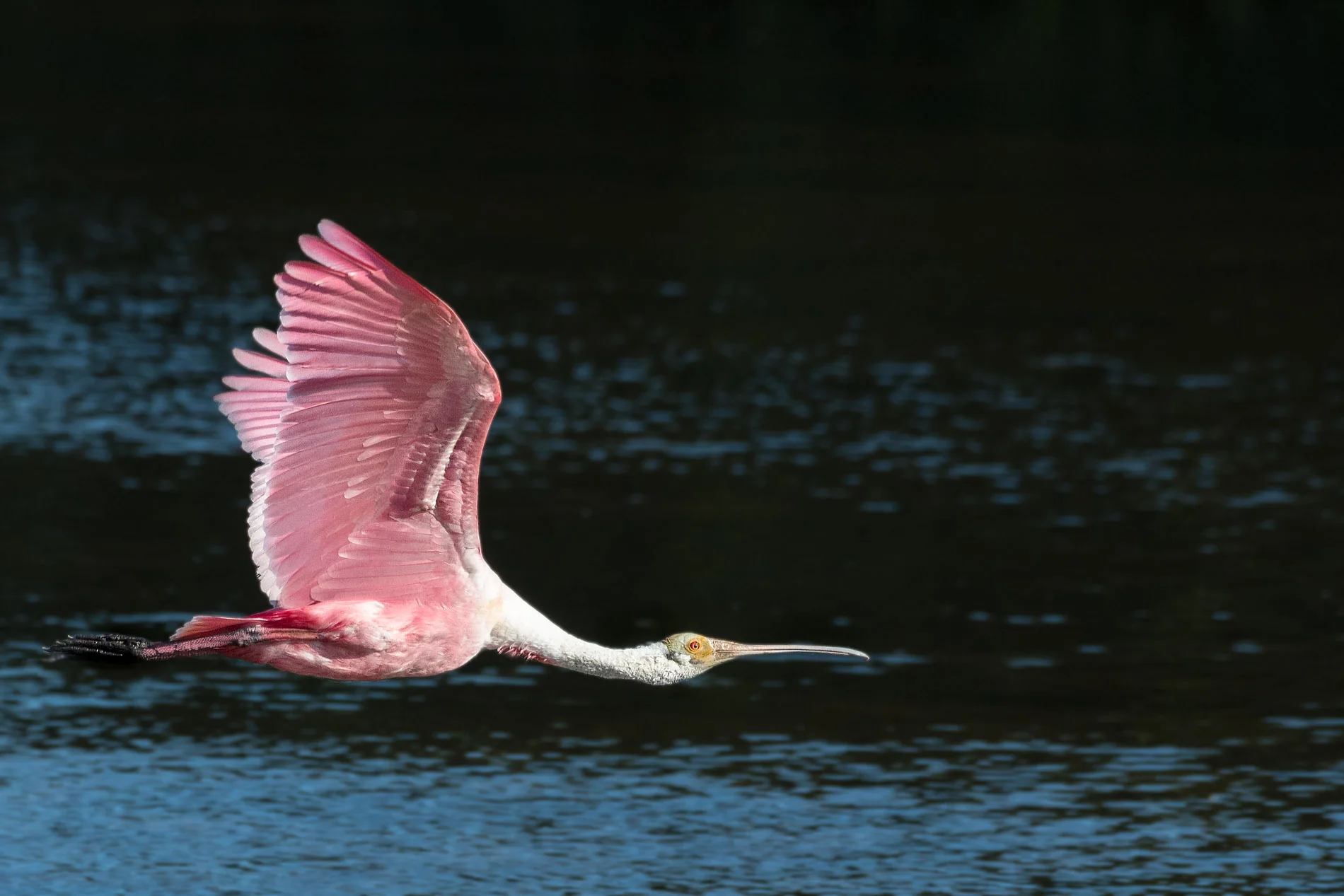 Roseate Spoonbill Low Light Departure Wings Up @ Ding 070617.JPG
