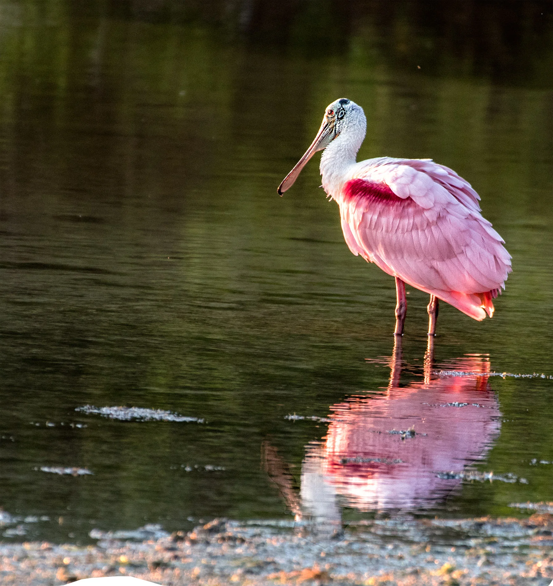 Roseate Spoonbill Still Hanging Around At Ding.JPG