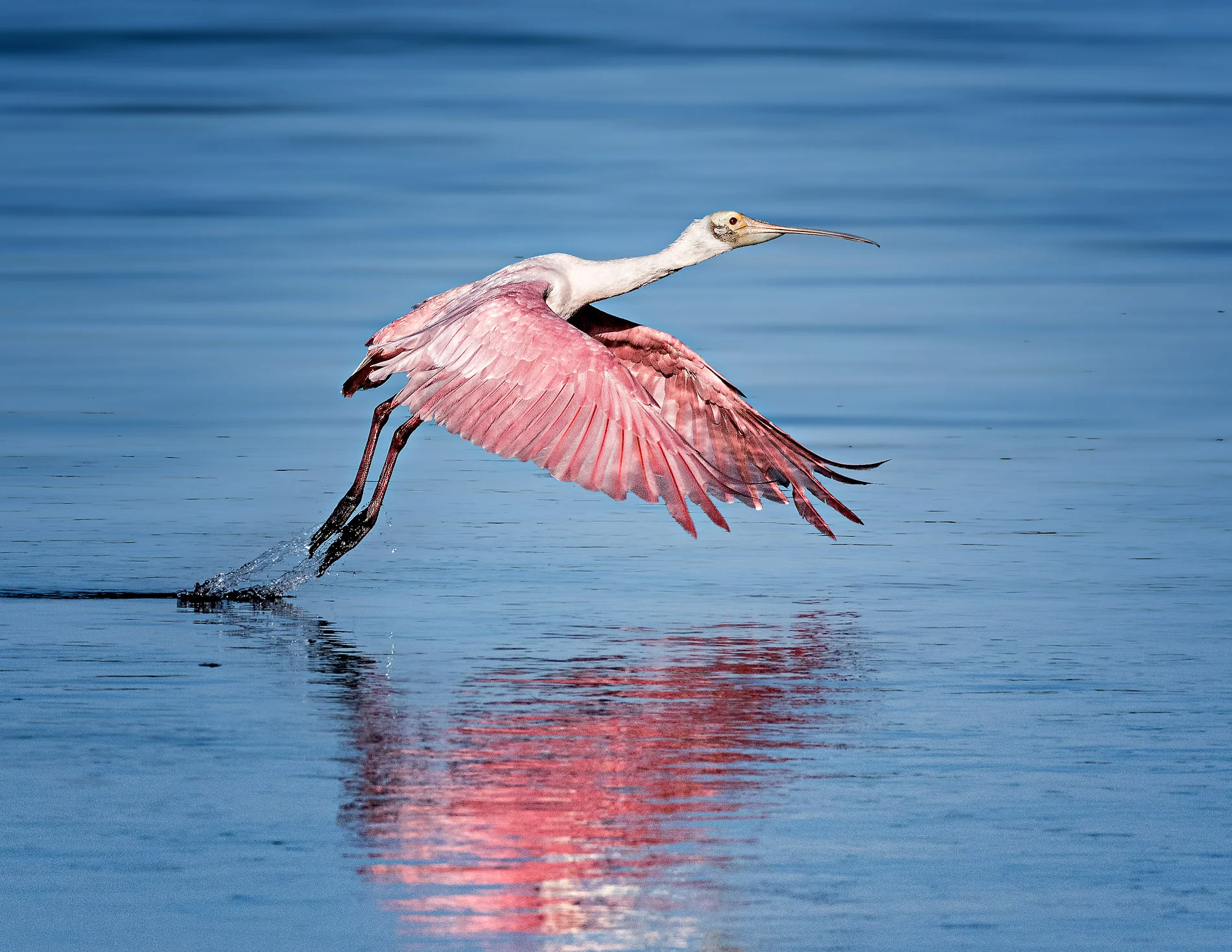 Roseate Spoonbill Takeoff at Ding Darling.JPG