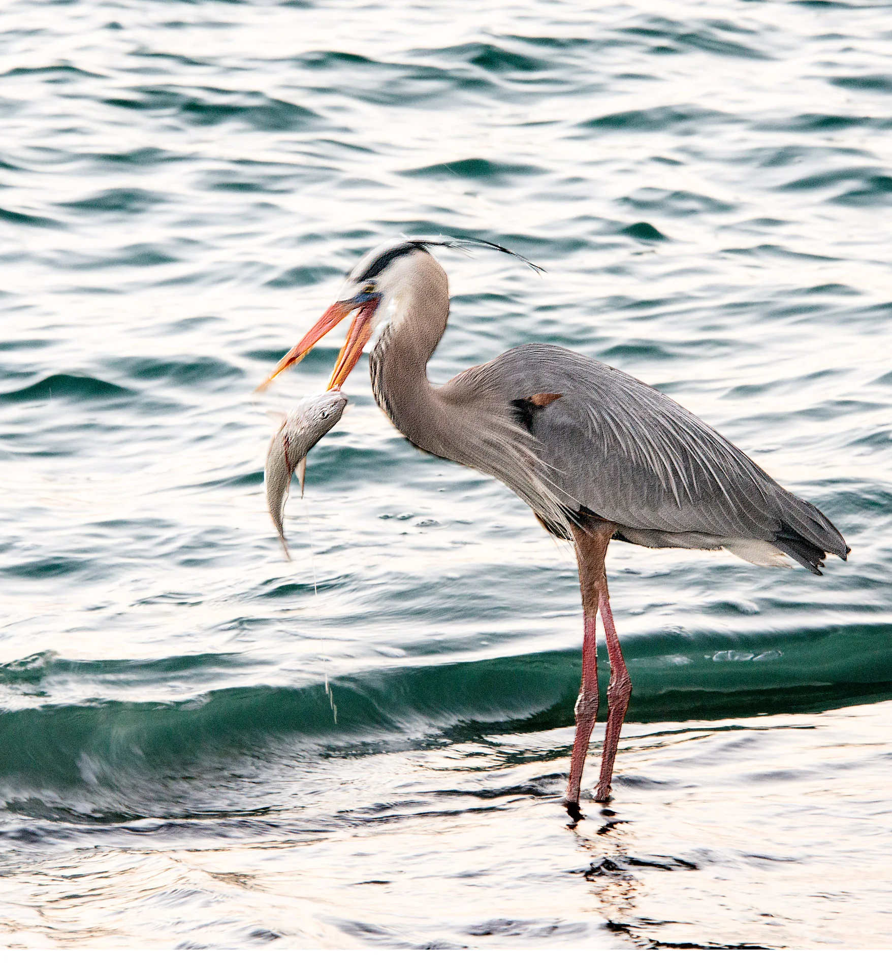 Stab Before Eating Crop.JPG