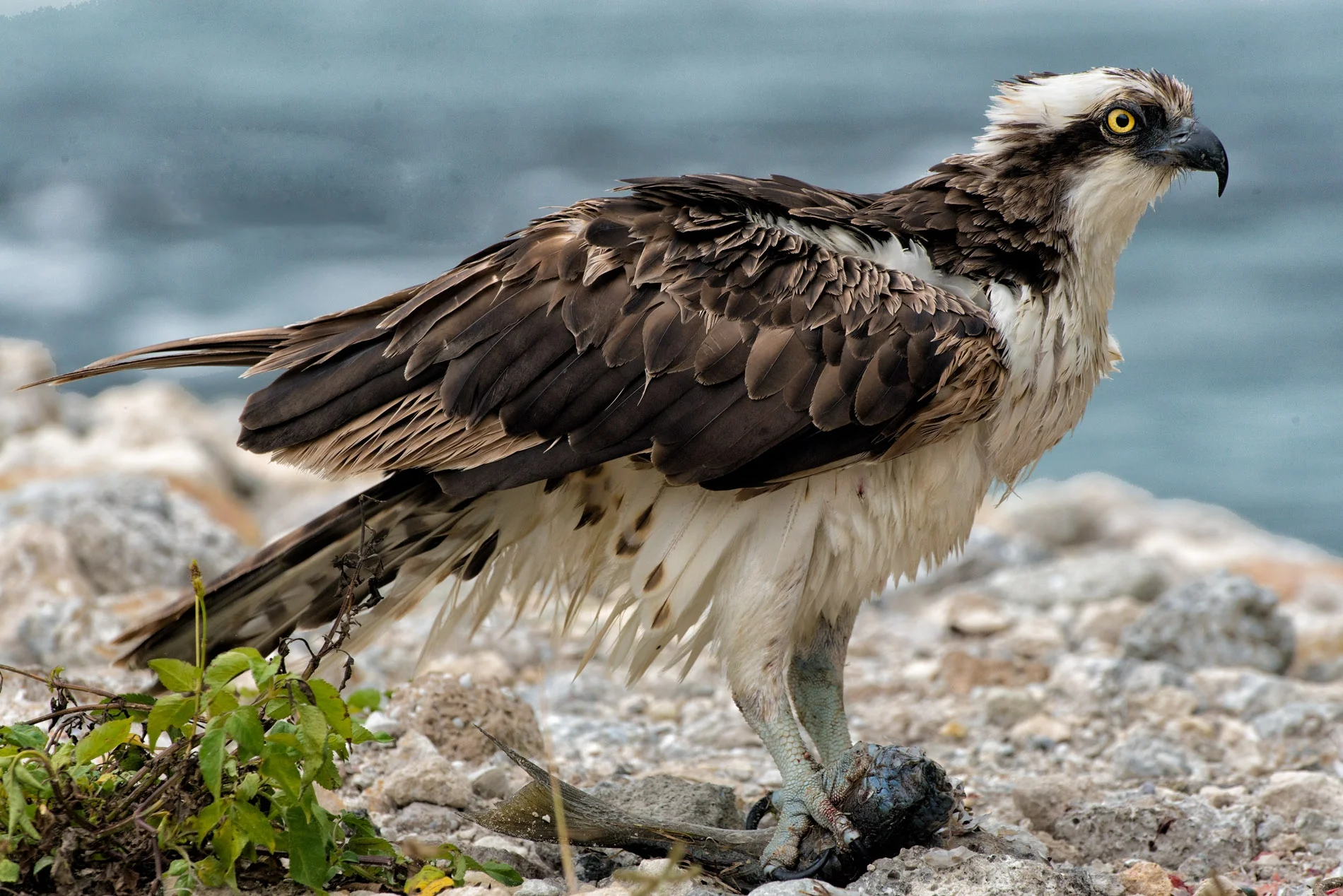 Brunch at Ding Darling