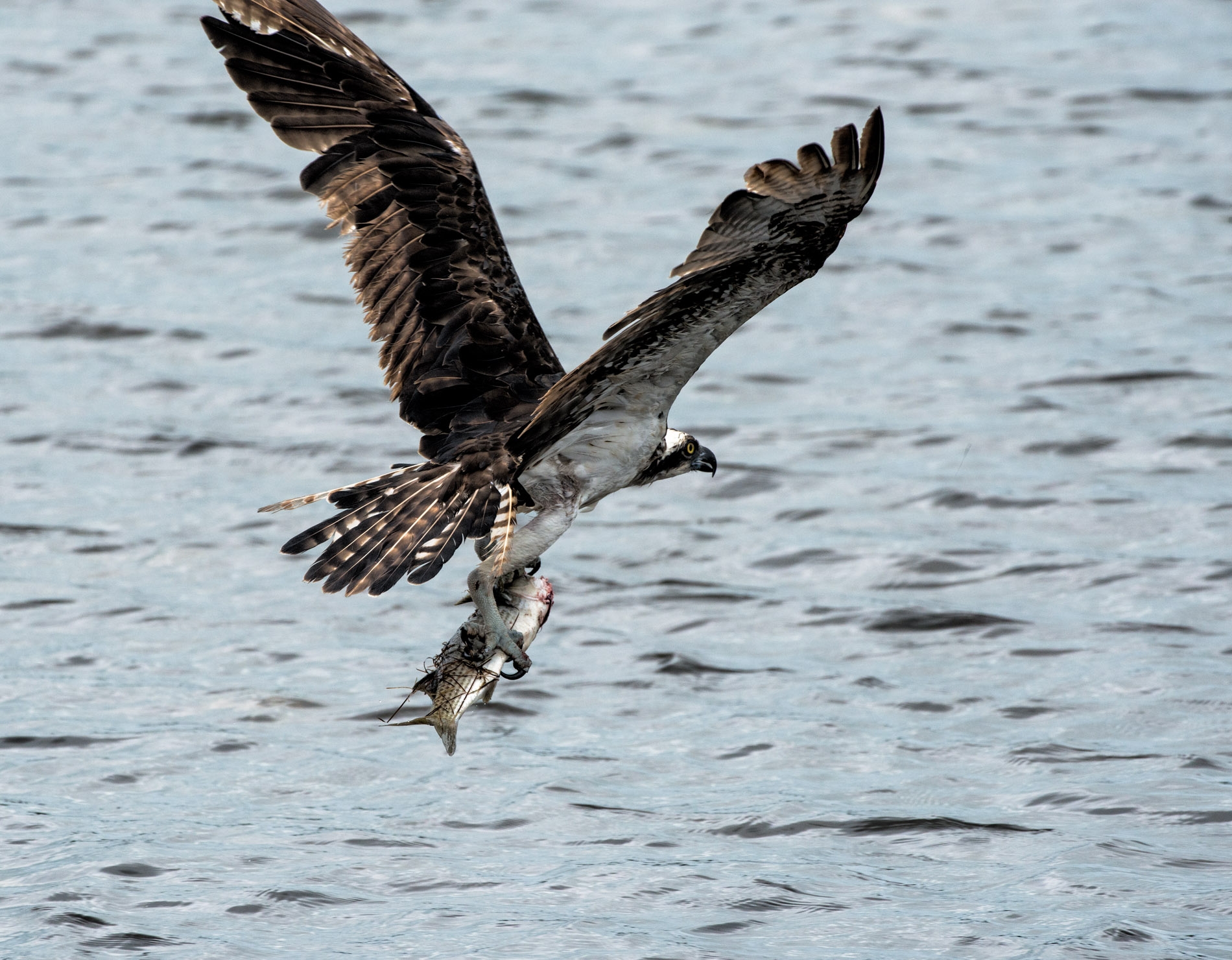 Osprey Take Out