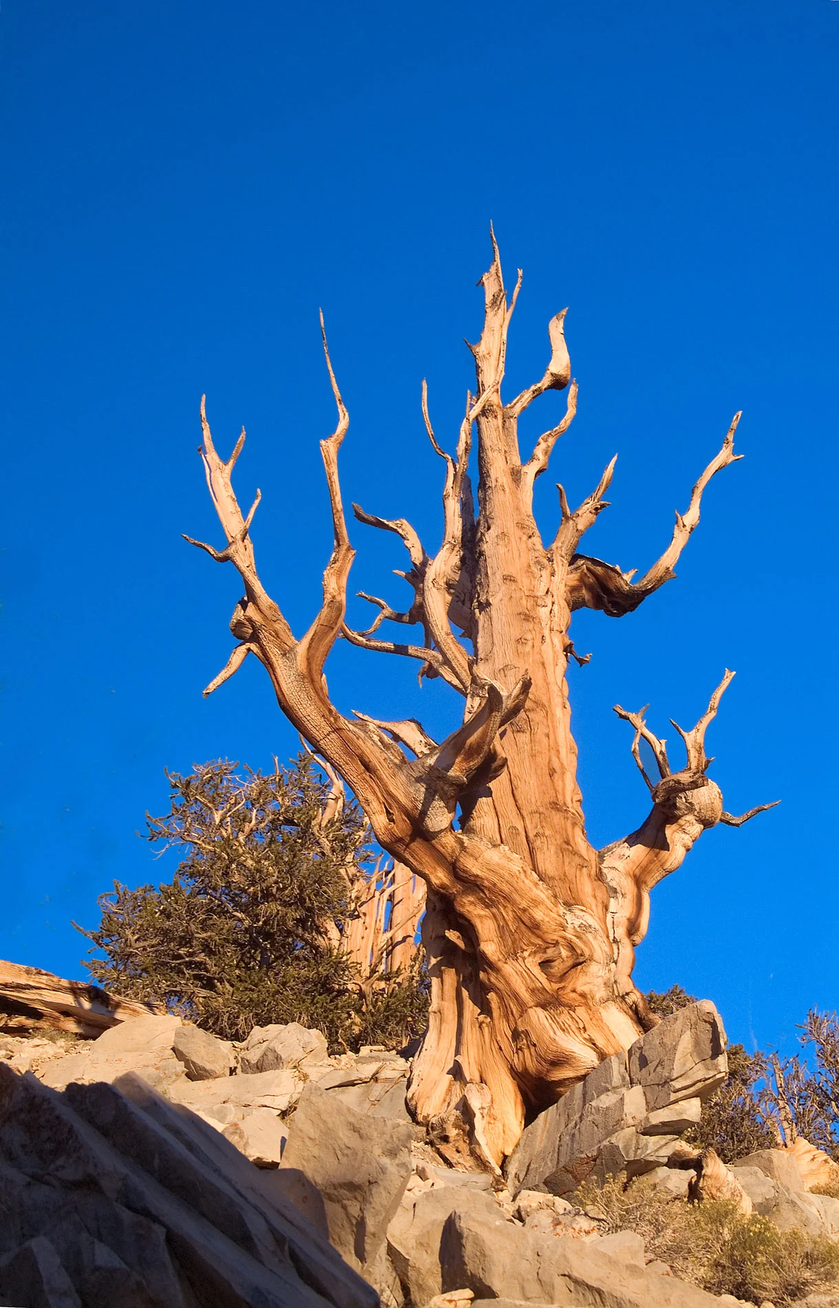 Ancient Bristlecomb .JPG