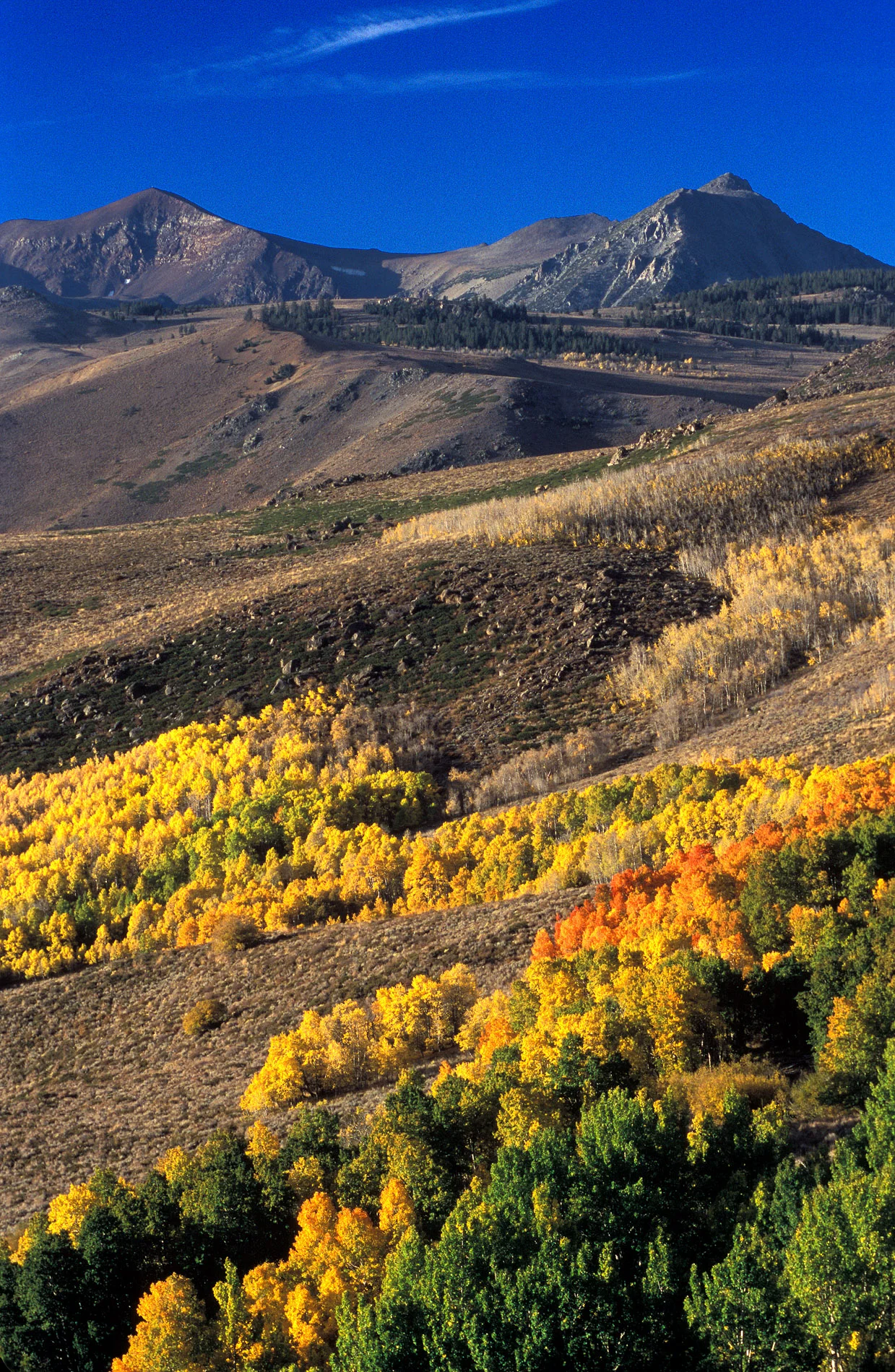 Aspen Hillside.JPG