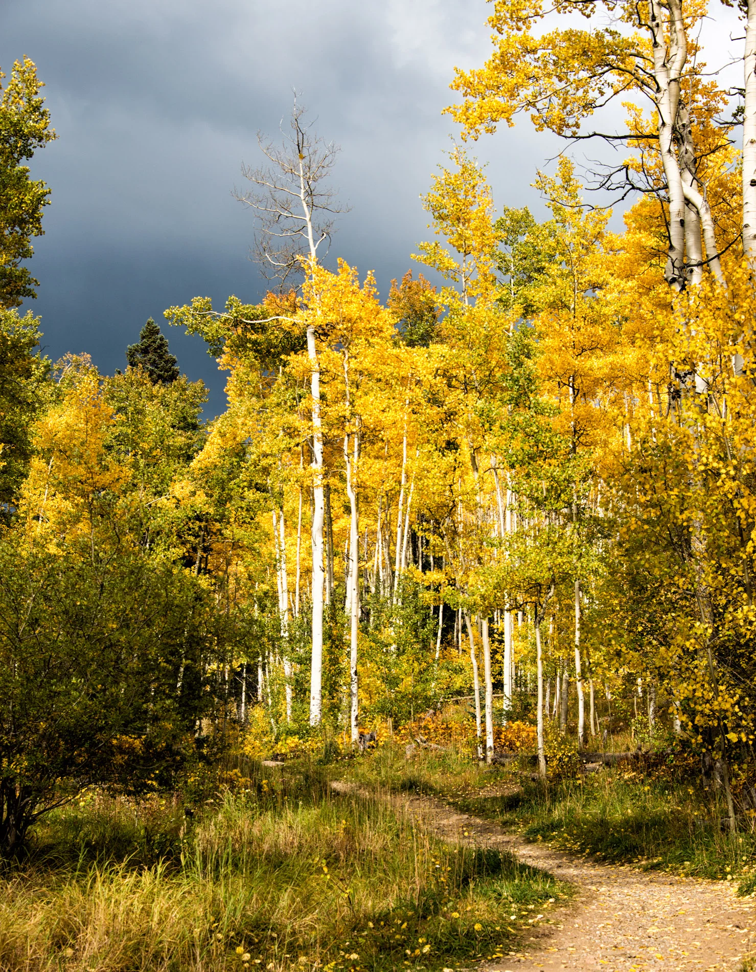 Aspen Grove Path @ 10,000'.JPG
