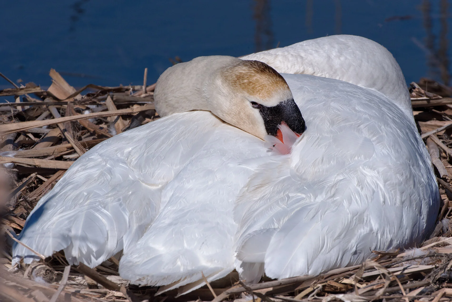 Kensington Swan Over Eggs.JPG
