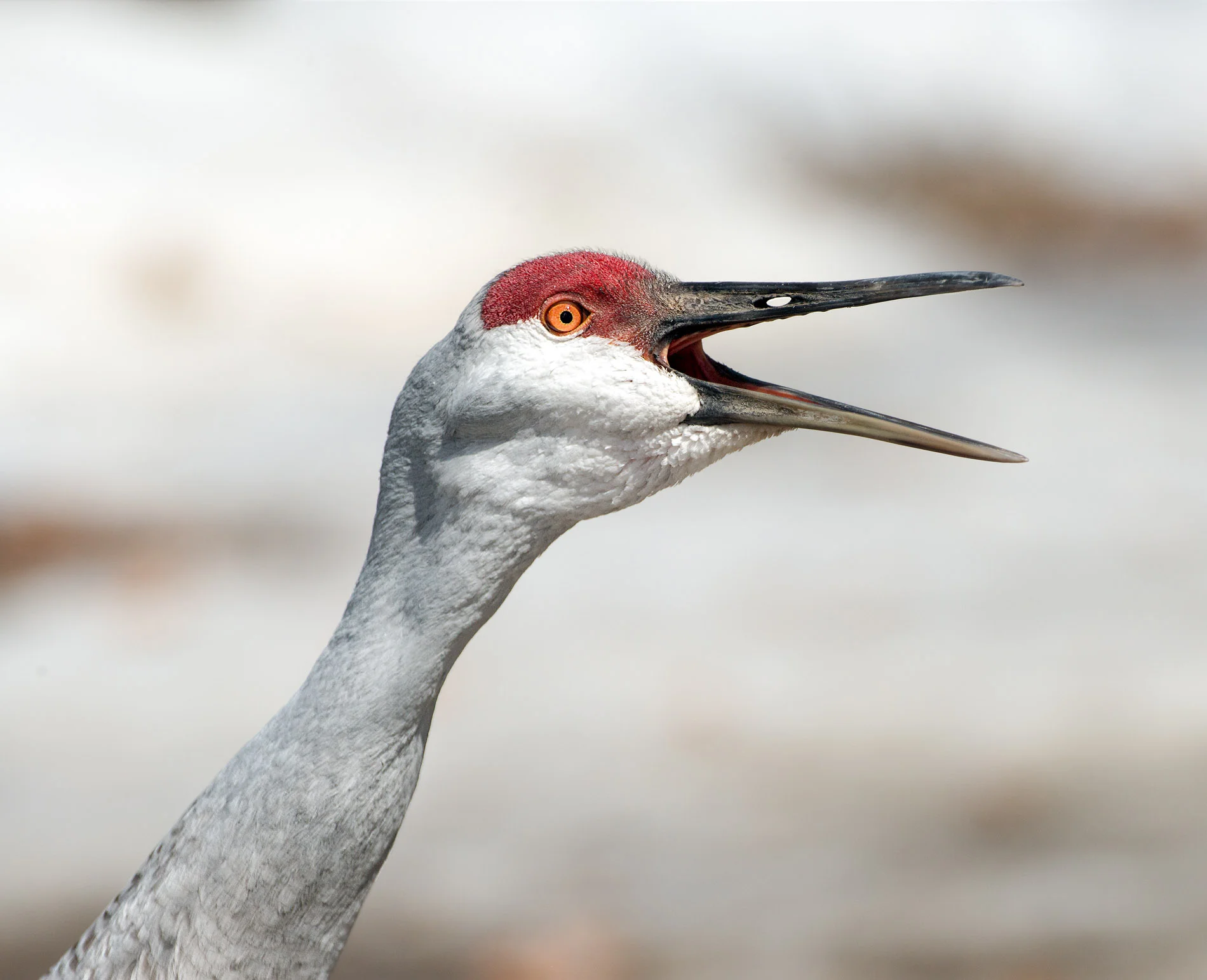 Squaking Sandhill Crane in Snow Kensington Metropark Michigan.JPG