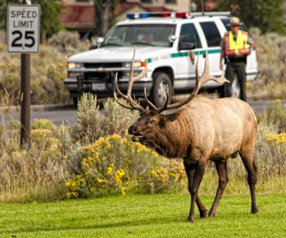 Mammoth Visitor.jpg