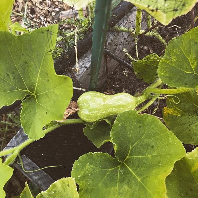 Looks like a squash is coming up! #razfarm #squash #backyardfarm