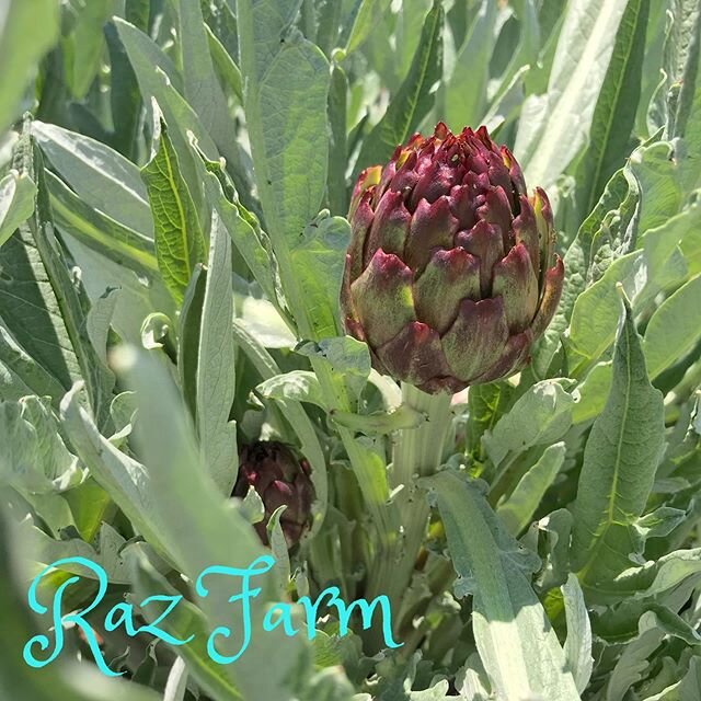 Our artichokes are blooming! #razfarm #backyardfarm #artichokes #deliciousvegetables