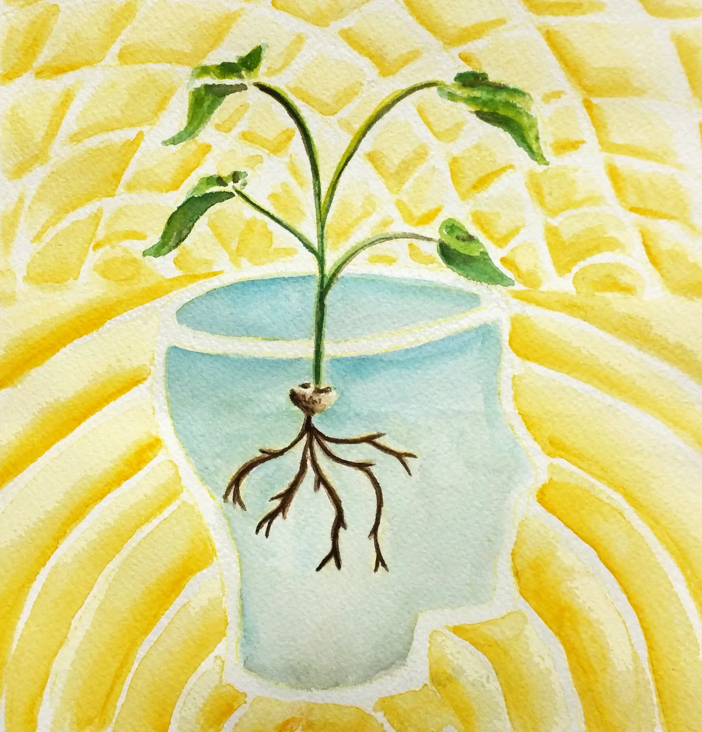 AConsciousDreamSeed Paths to Pachamama.jpg