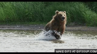 bear running.gif