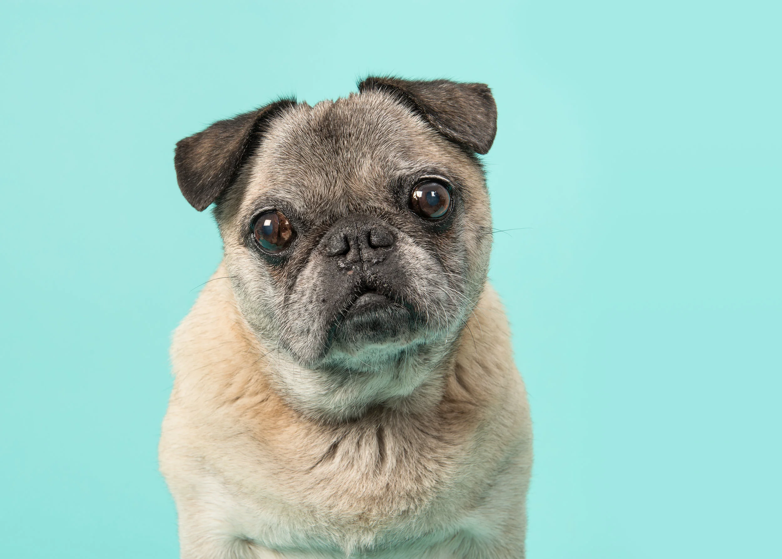 Pet Pawtraits - Denton 