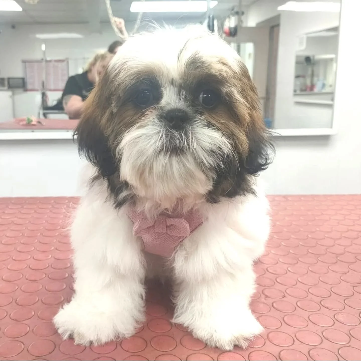 Welcome to Puppy Club Miss Poppy Puppy! It was a pleasure to complete your first Puppy Groom.

#puppyclub #puppylove #puppies #doggroominguk #doggroomingmanchester #doggroomingstockport #doglife #dogsofwoodley #doggo #doggrooming #dogpamper #dogsta #