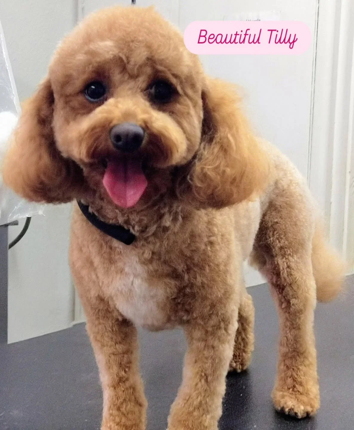 Beautiful Girl Tilly paid a visit to #woodley yesterday.

#doggrooming 
#doggroomers 
#doggo 
#prettygirlvibes 
#beautifulgirl 
#doggroomerofinstagram 
#doggroomerlife 
#doggroomingmanchester 
#doggroomingstockport 
#dogsofmanchester 
#dogsofstockpor