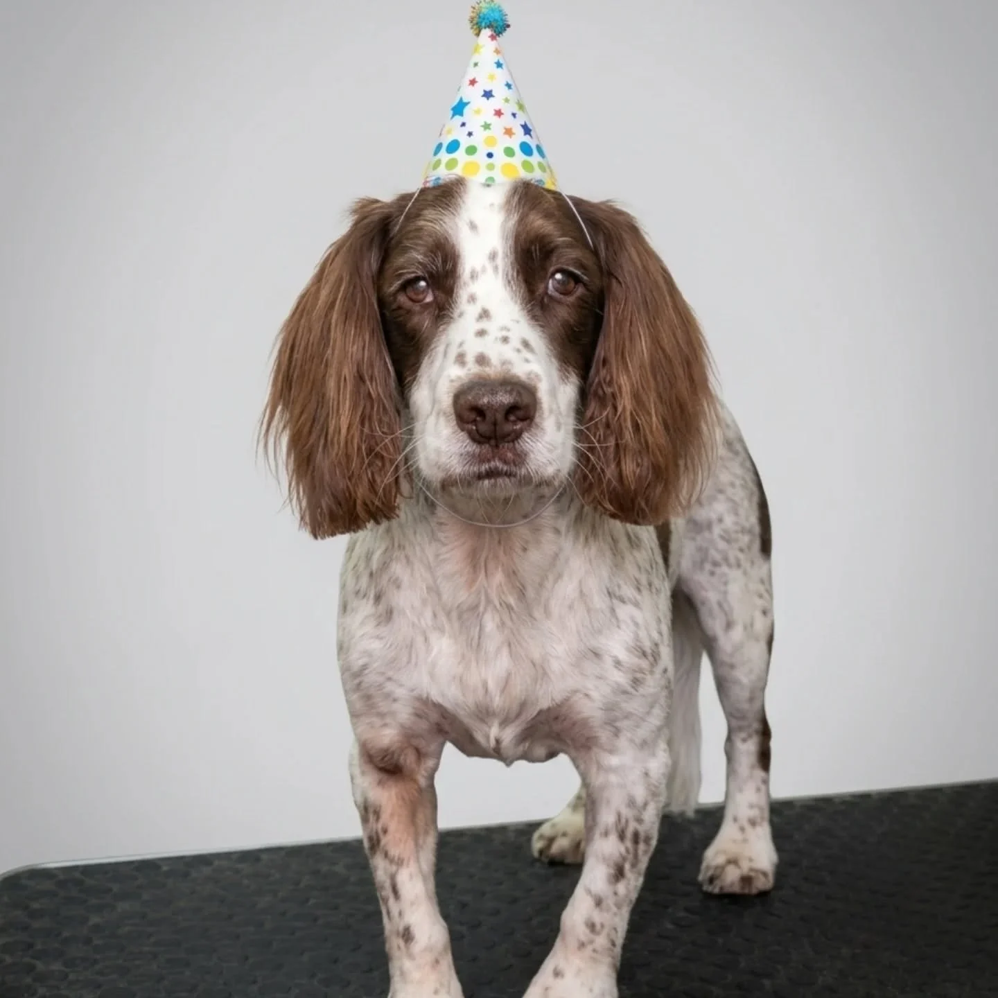 🎉🎂Happy belated Birthday to the Handsome Jack who turned 1️⃣4️⃣ last week! Jack looks and feels like a puppy again after his pamper and facial today! 

#springerspaniel_feature #springerspanielcommunity #springerspanielsofinstagram #springer #golde