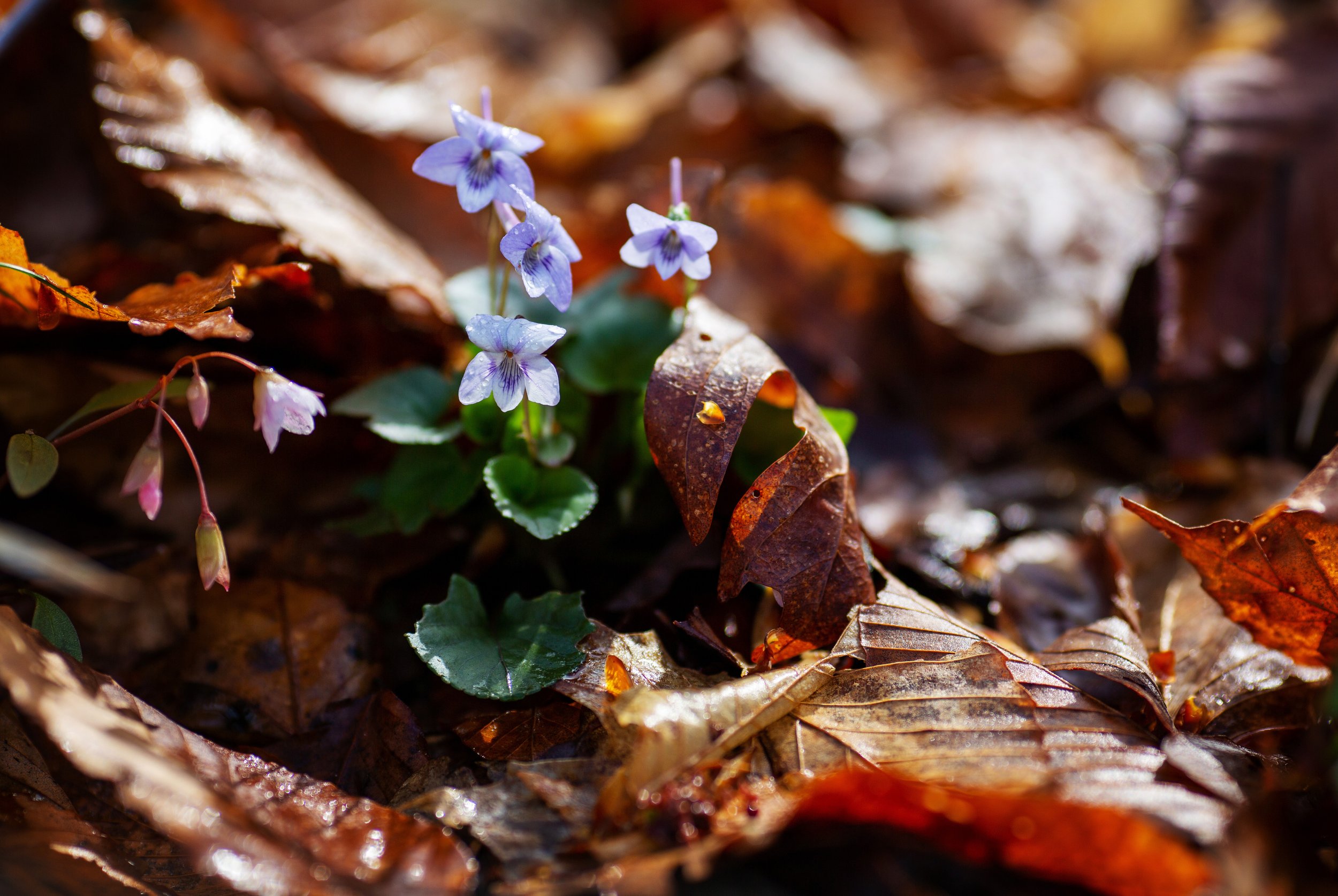 wildflowers040921_10.JPG