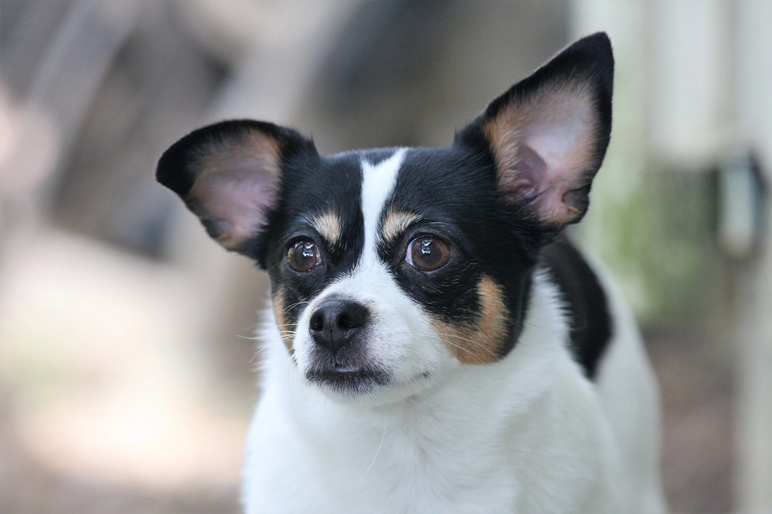 Lucy - Copy.jpg